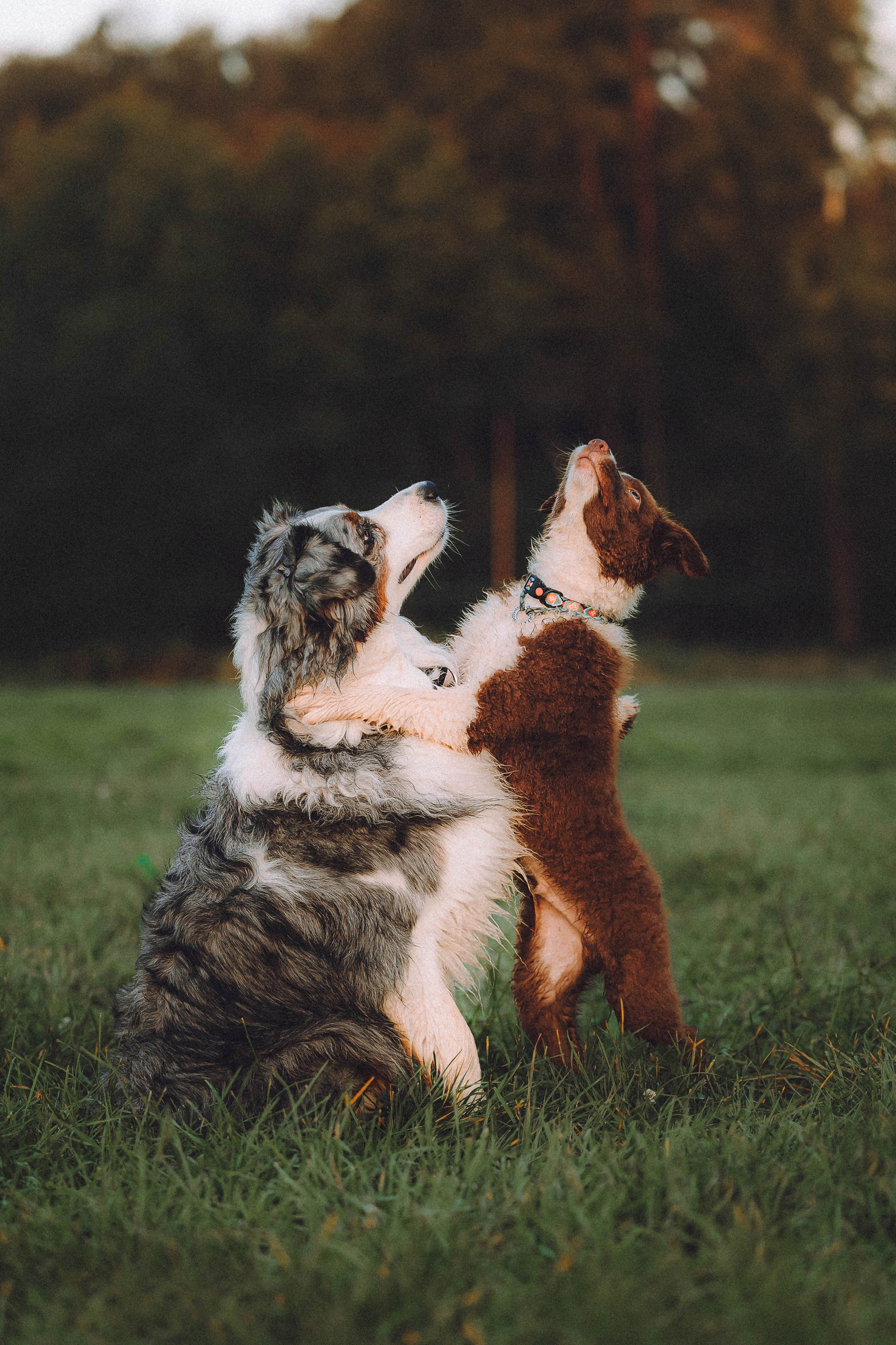 Лена, Принц и Фенек