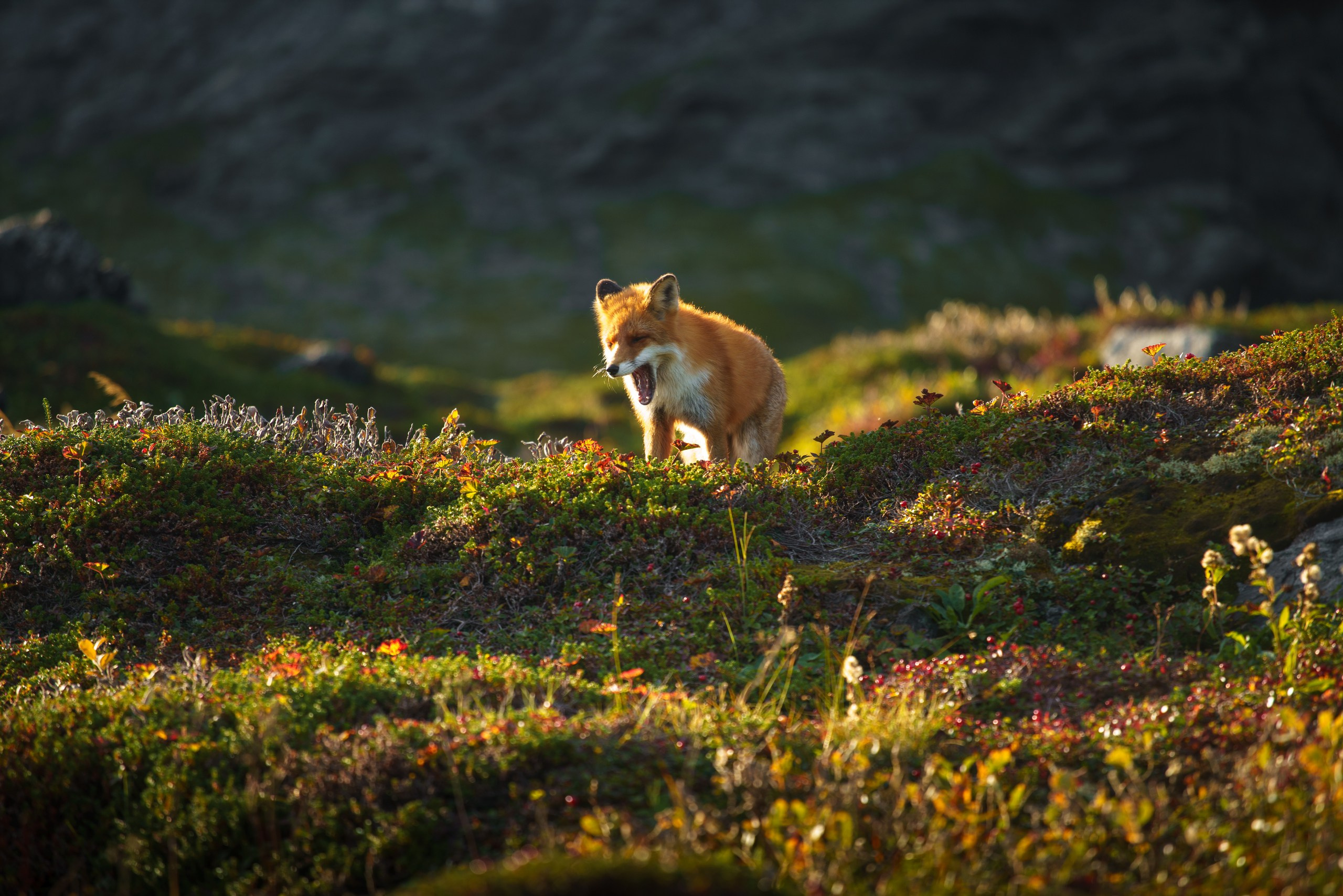 Кольский. Карелия. Фотограф в Красноярске Нерозя Александр. Пейзаж, природа, портрет