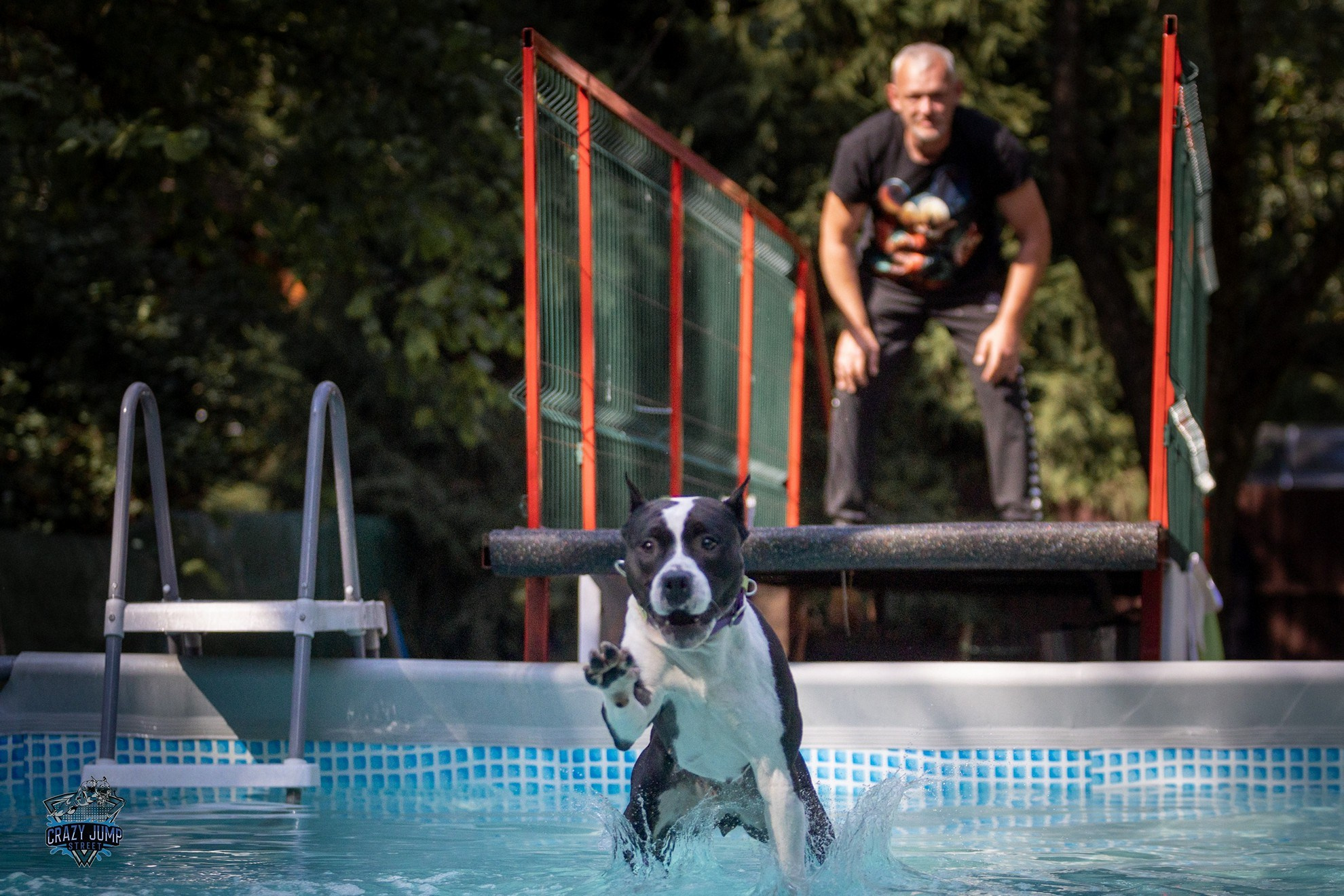 Собаки, спорт, Док дайвинг. Свадебный и репортажный фотограф в Москве и Московской области