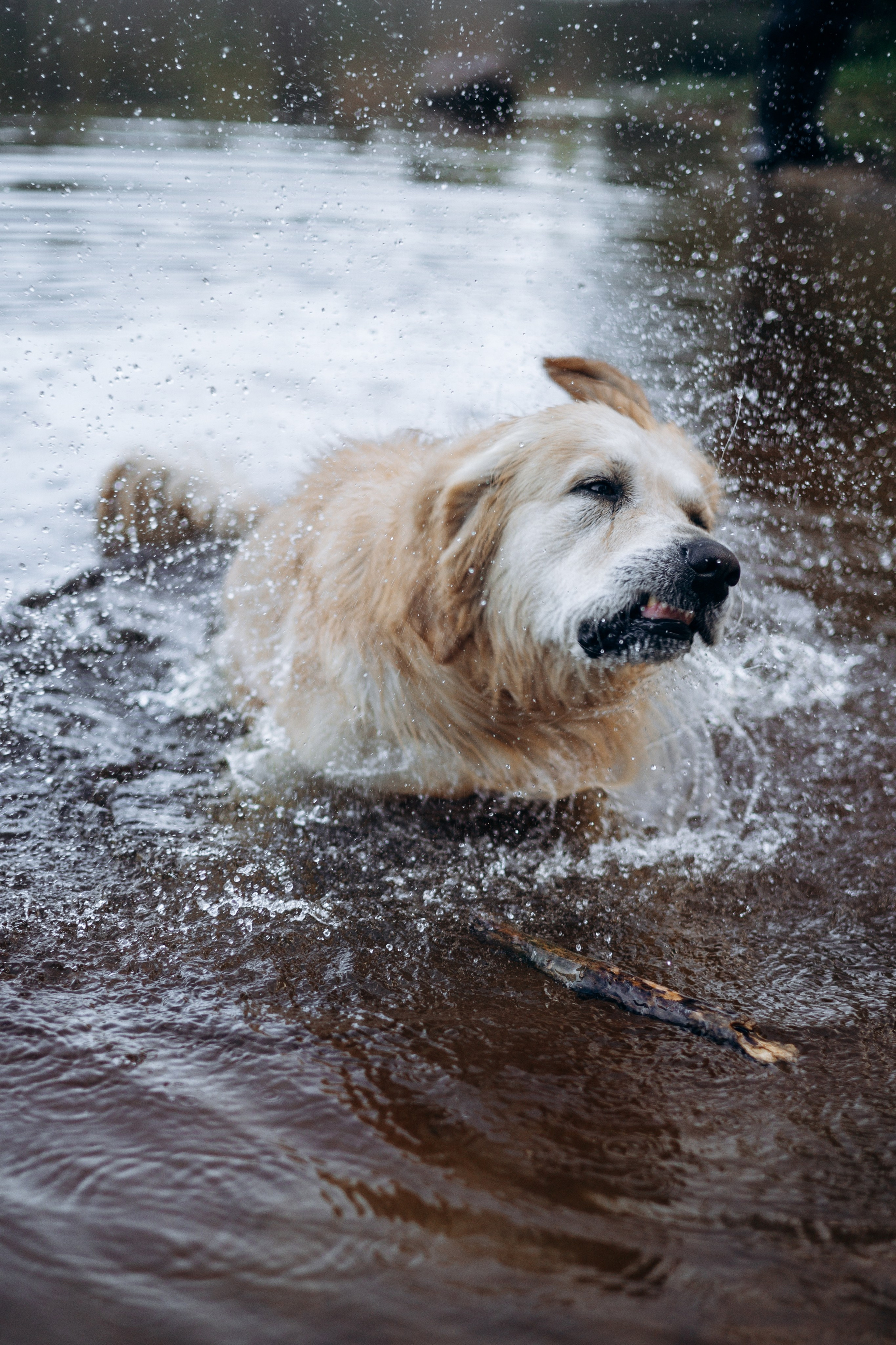 Лёва и его семья. Фотограф — Анималист | Санкт-Петербург