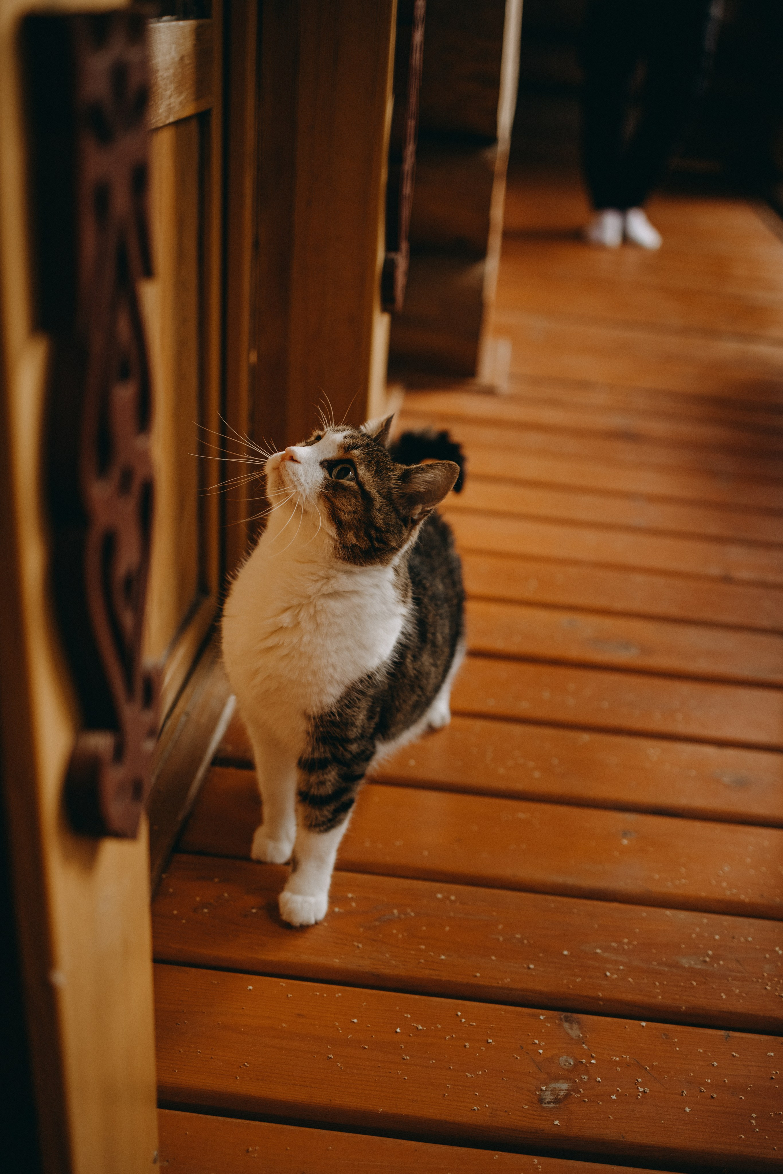 Дом у реки. Фотограф — Анималист | Санкт-Петербург