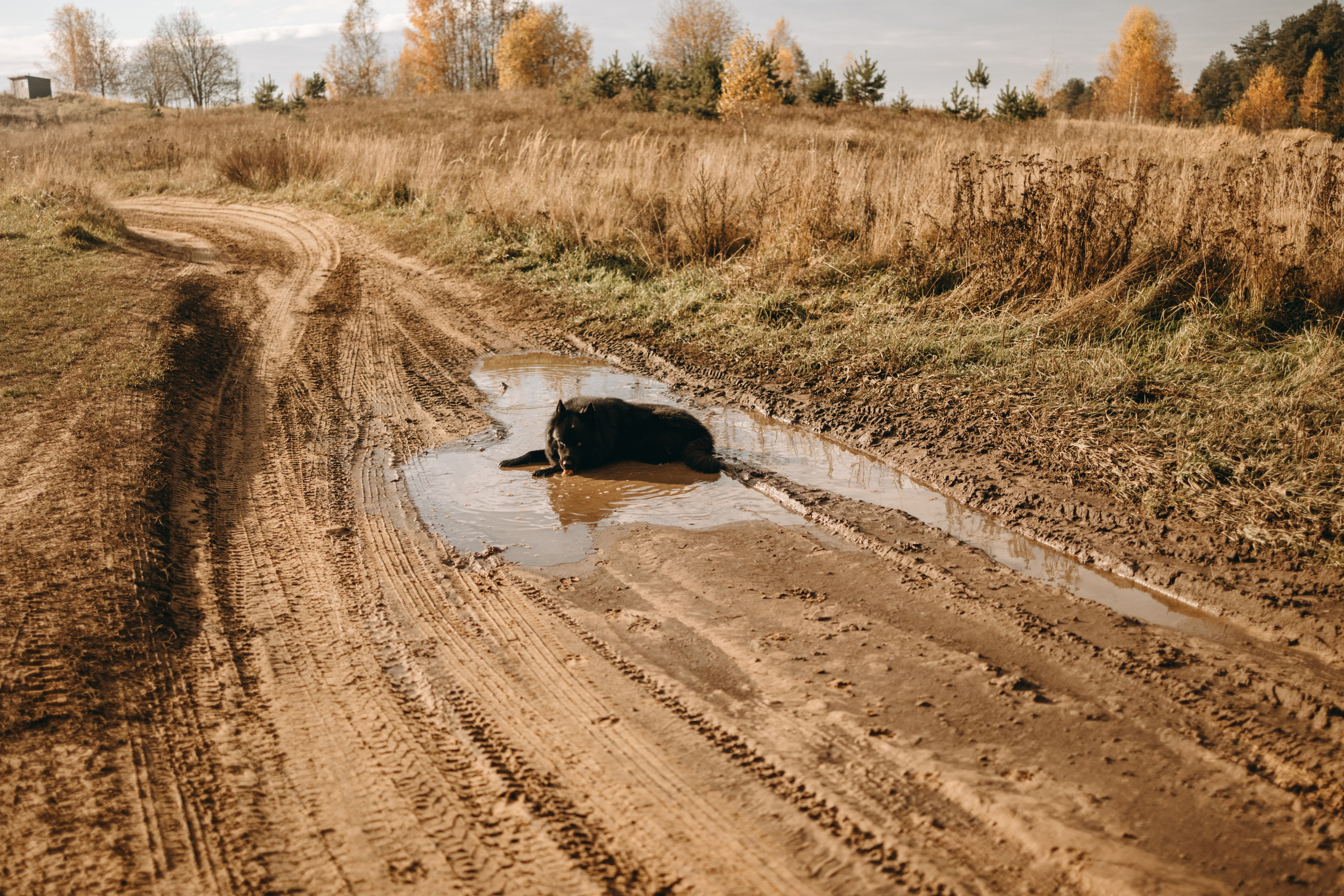 Лора и Джанго. Фотограф — Анималист | Санкт-Петербург