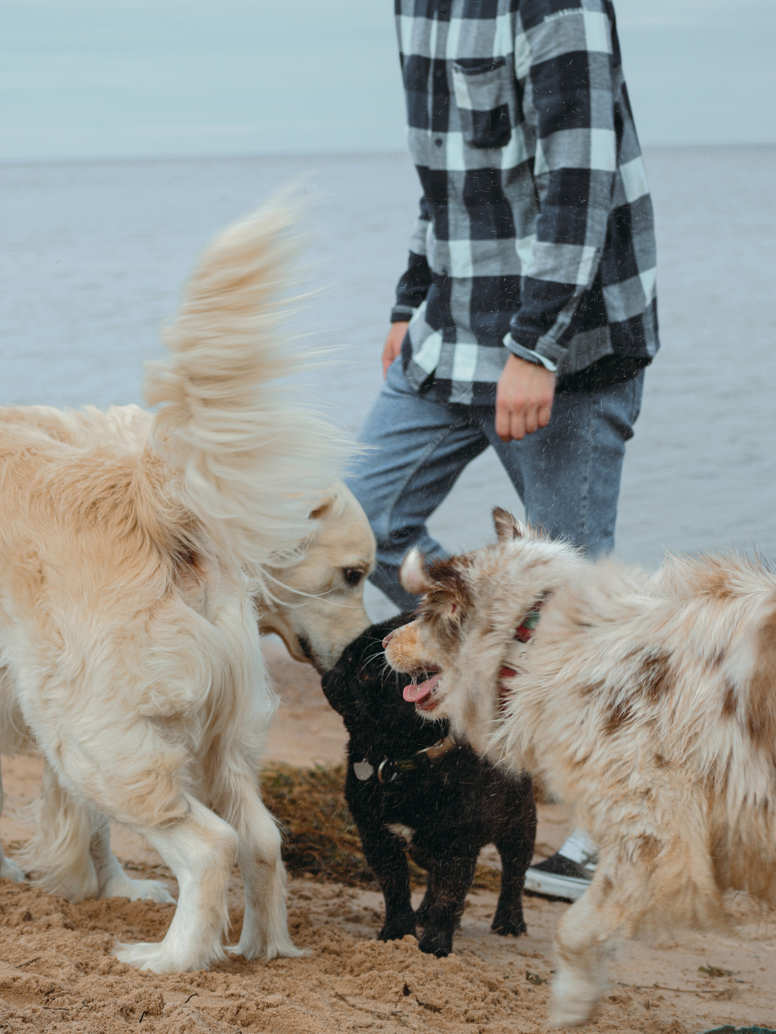 Питомцы. Кинематографичный фотограф, видеограф Лина Плешакова, Санкт-Петербург