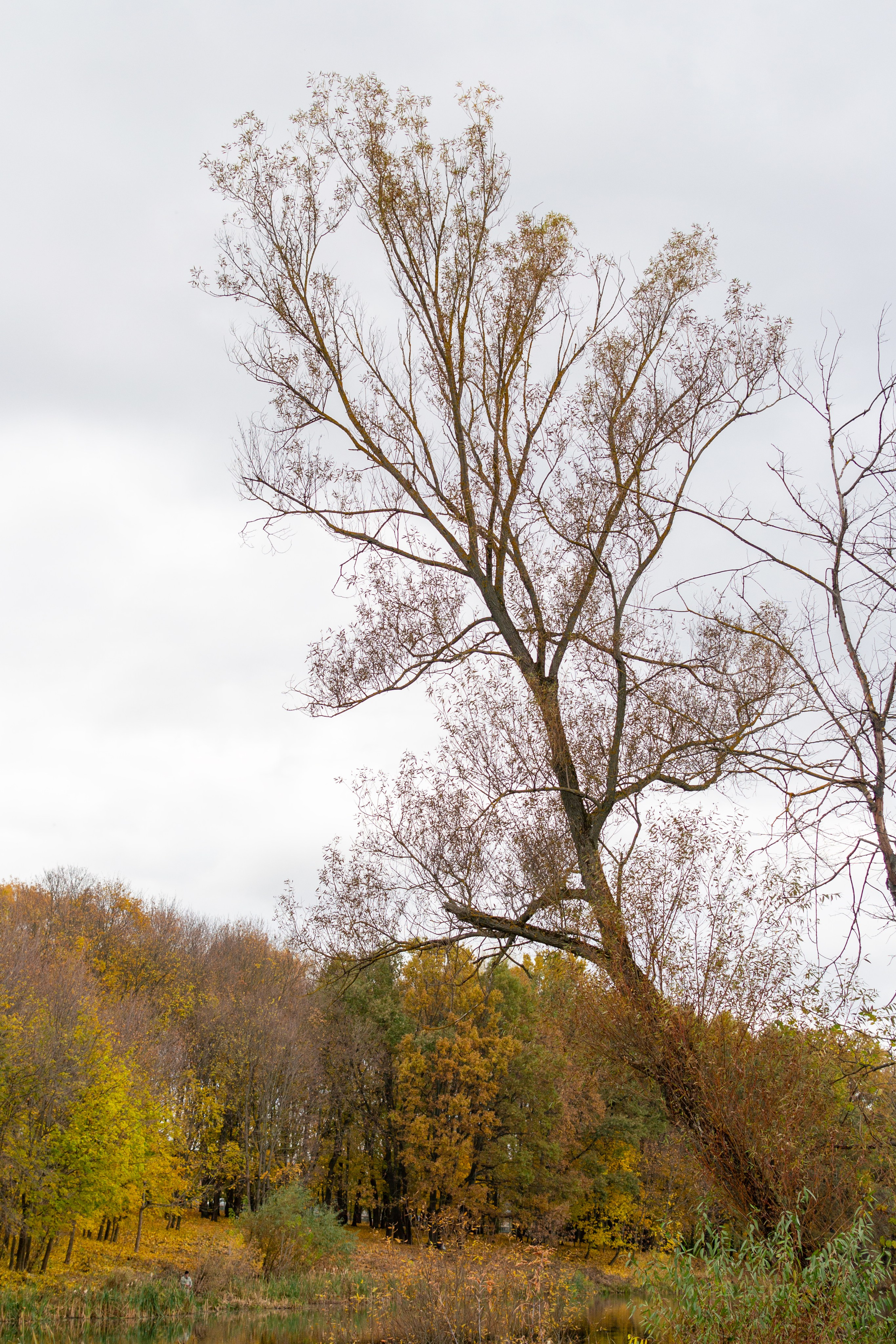 Старенький Nikon 3100 и nikkor 35 mm 1.8 (фото проявленные из RAW-NEF файлов). Фотограф в Туле Крупский АнДРей. Фотостудия «КАДР71» в Туле