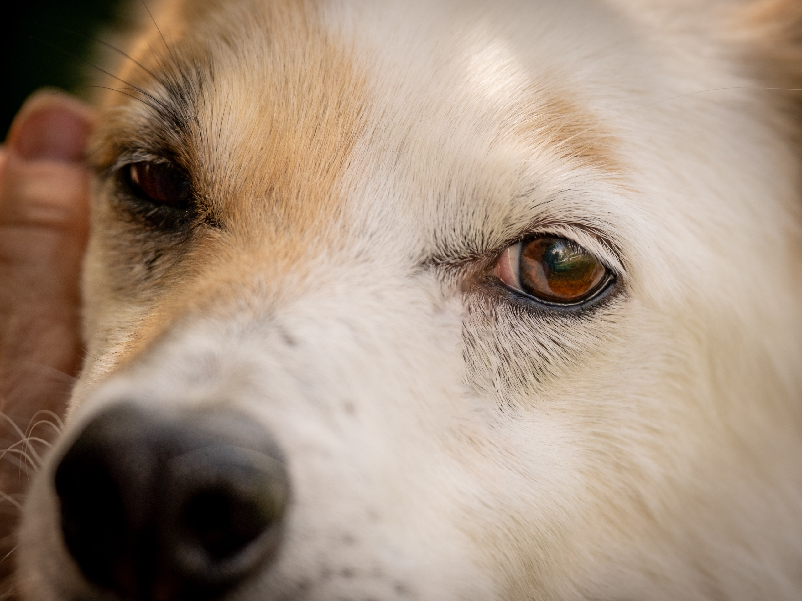 Приют Бирюлёво — для Надежды!. Зоофотограф, фотограф животных в Москве и области Дина Дамоцева