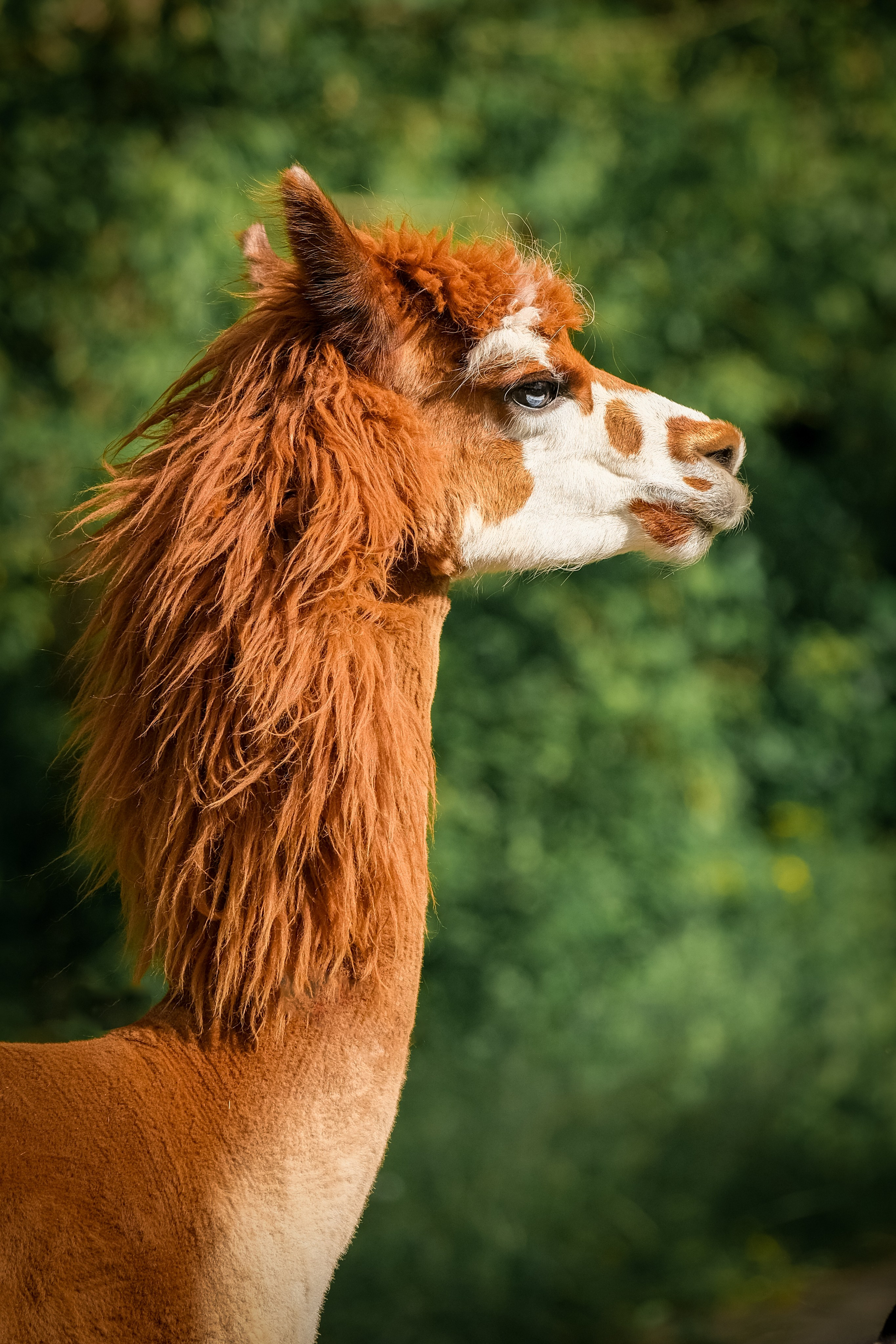 Альпаки). Зоофотограф, фотограф животных в Москве и области Дина Дамоцева