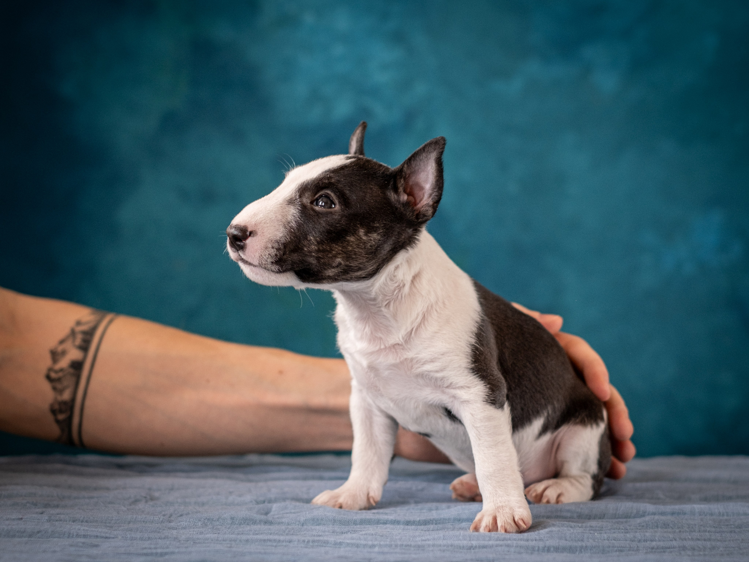 Сладкие булочки (МБТ — миниатюрный бультерьер) для Ильи). Зоофотограф, фотограф животных в Москве и области Дина Дамоцева
