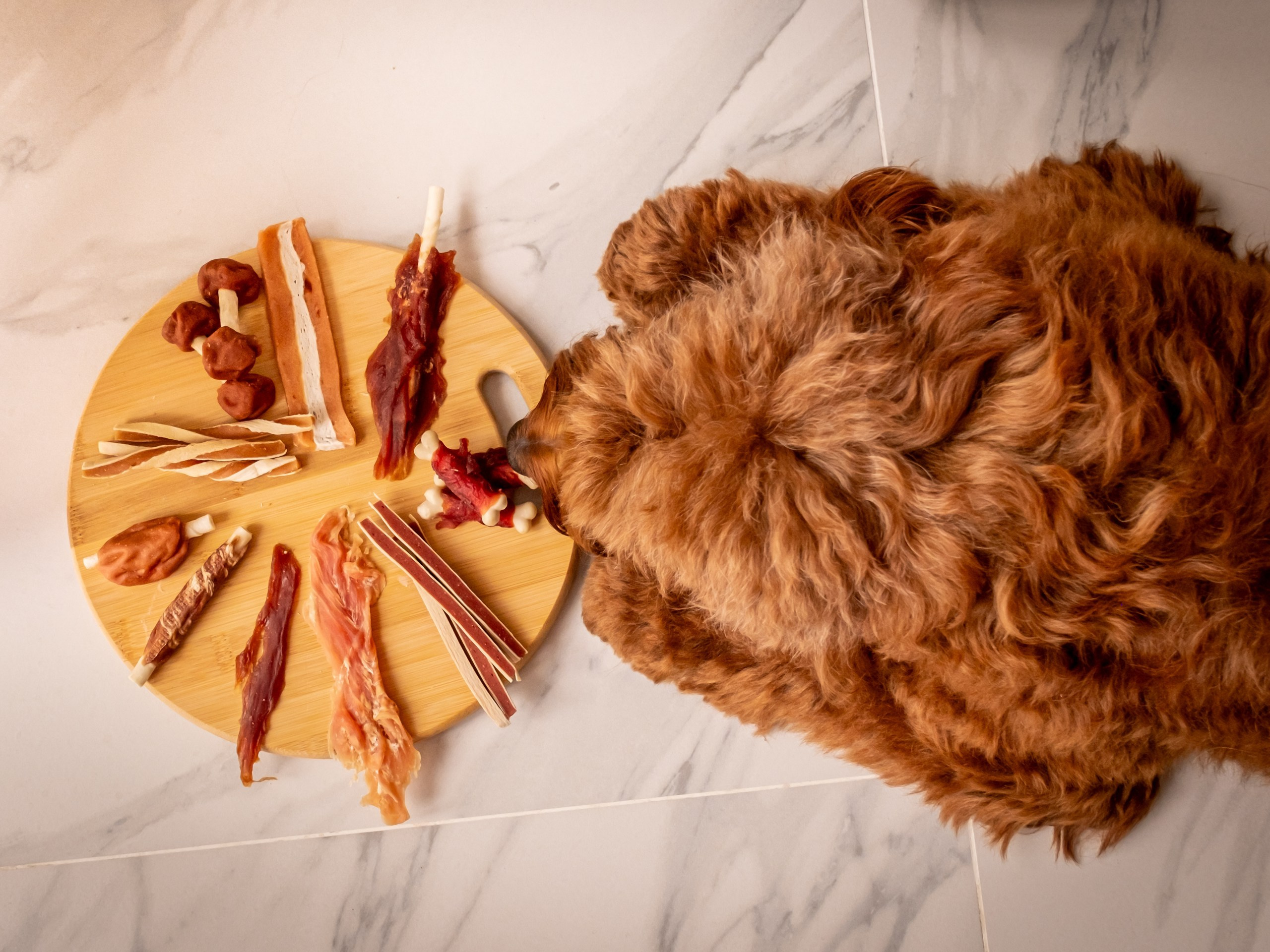 Съёмка для рекламы лакомства для собак (для Марии)!. Зоофотограф, фотограф животных в Москве и области Дина Дамоцева