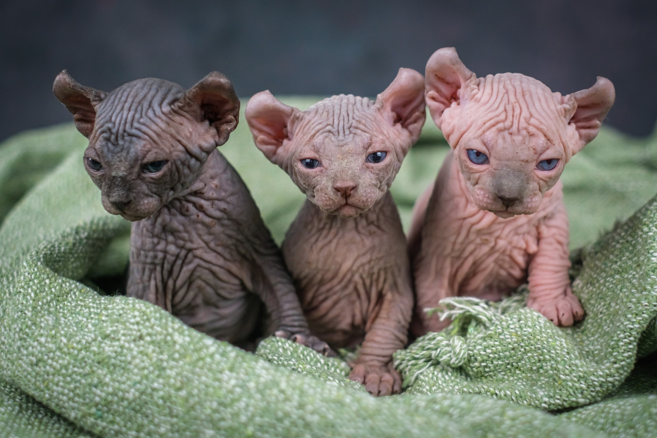 Котята для Данила и Ланы. Зоофотограф, фотограф животных в Москве и области Дина Дамоцева