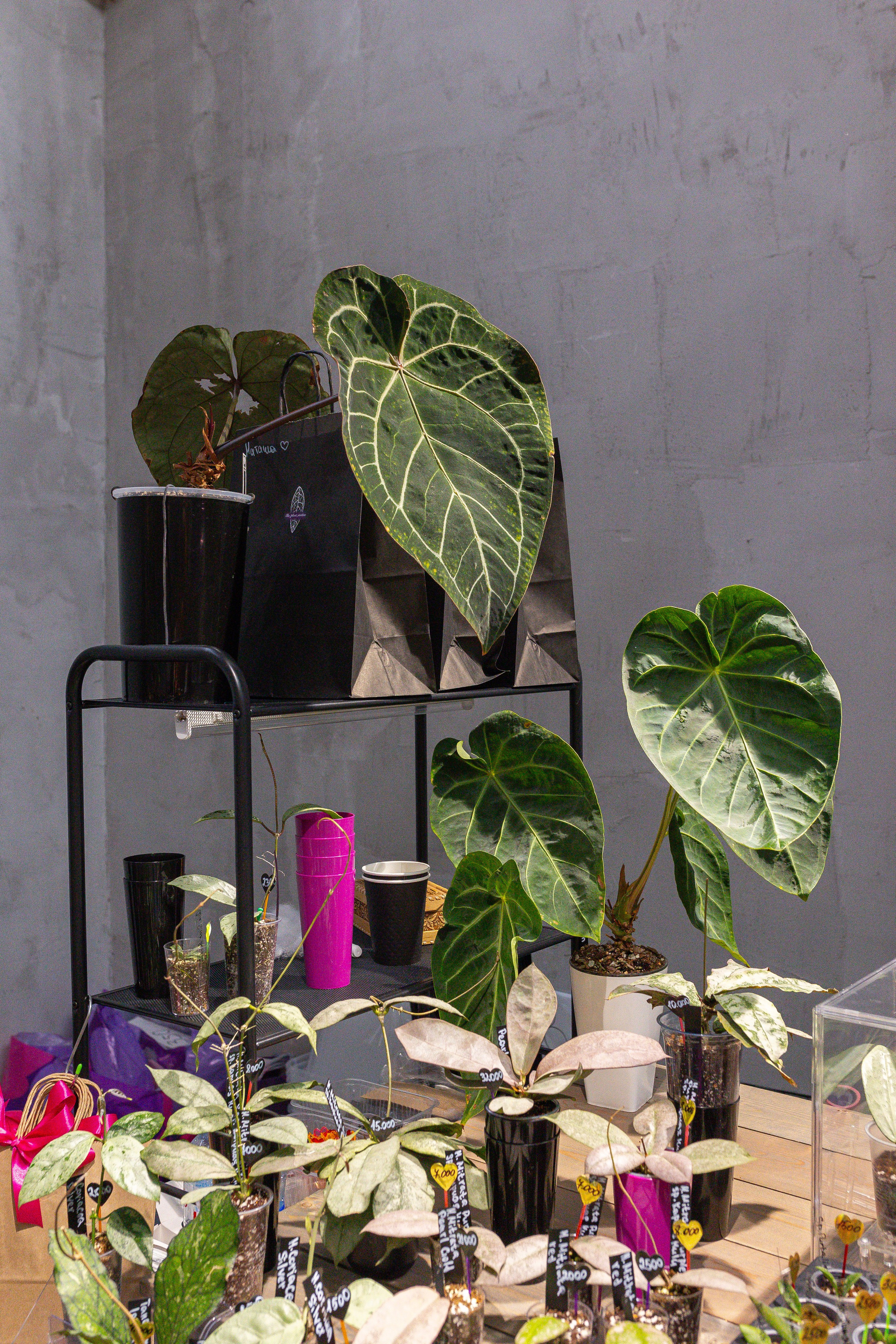 Ярмарка Green Rare 20.09.25. Александра Куликова фотограф, Москва