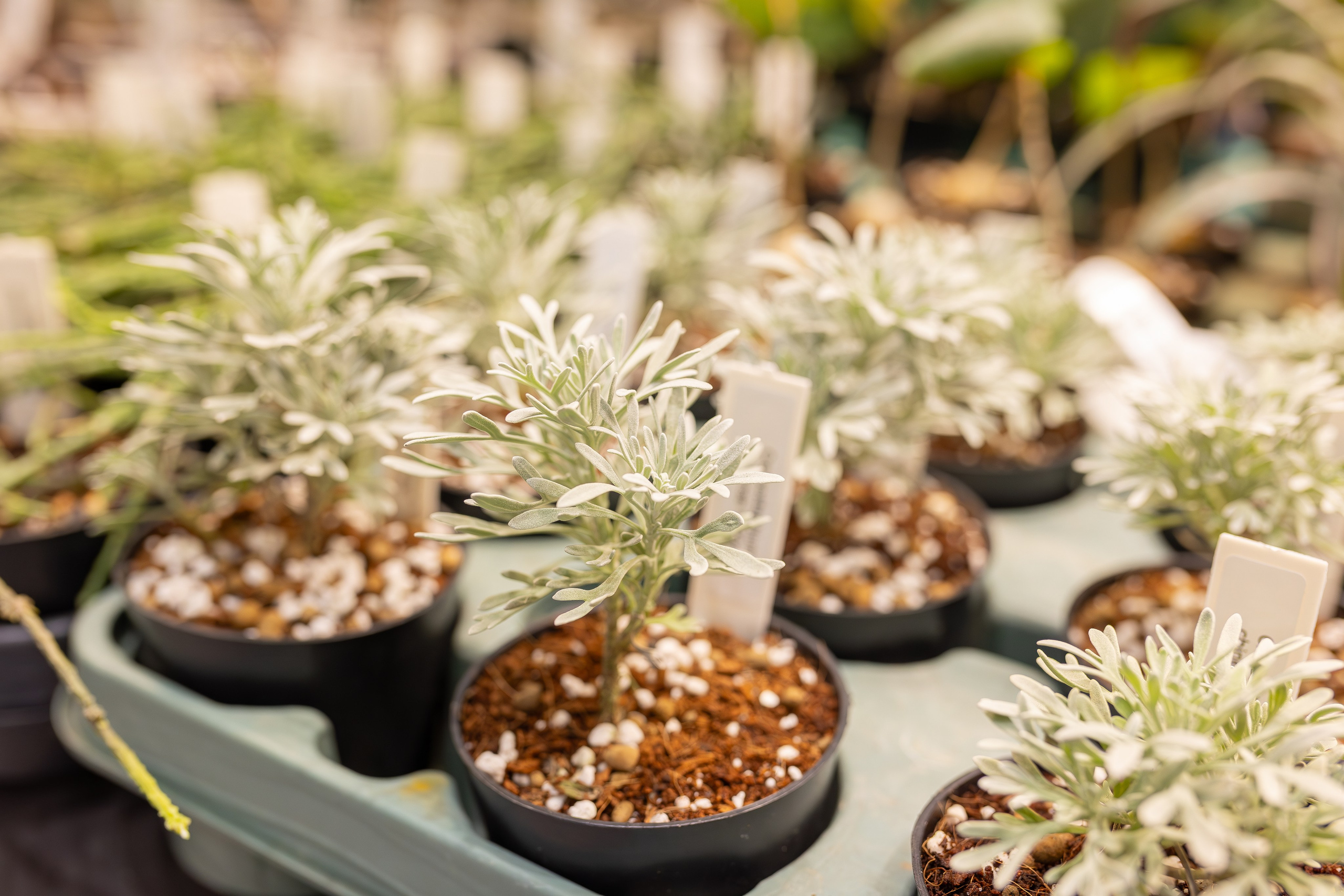 Монстериум апрель 2026. Александра Куликова фотограф, Москва