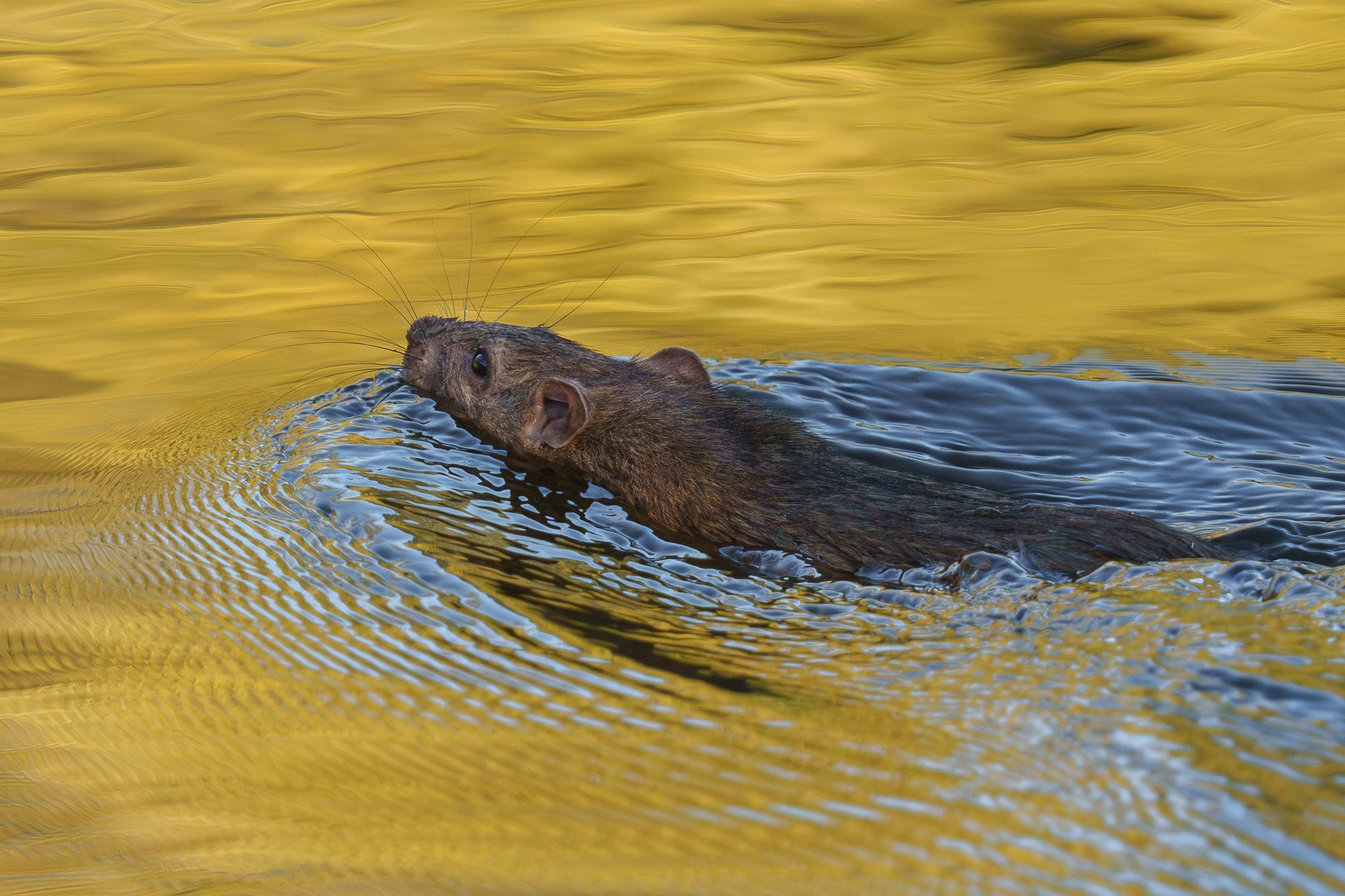 Животные. Ваш личный фотограф Марина Волкова