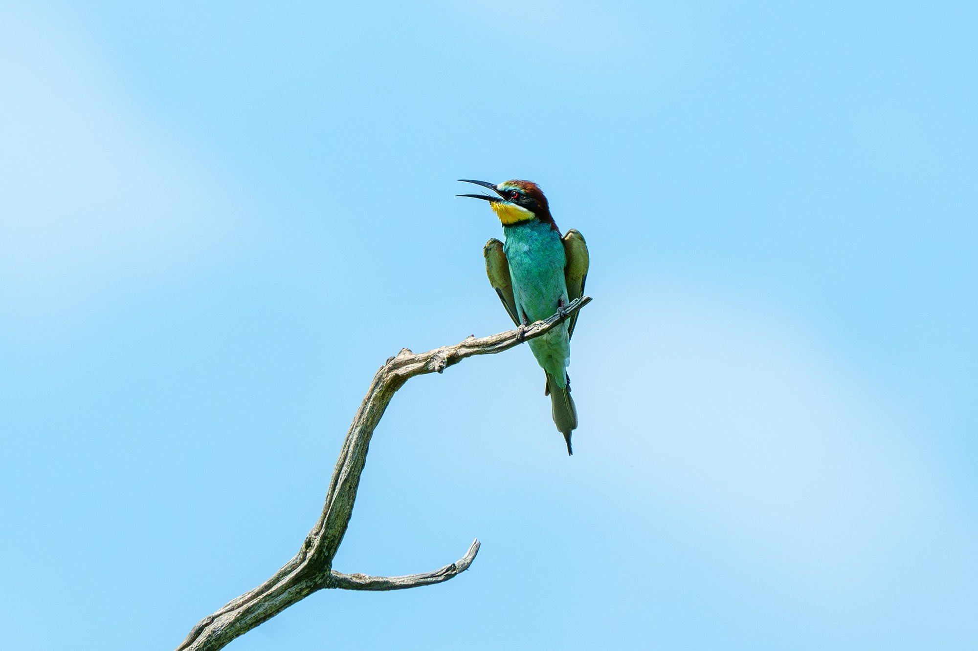 Удивительные мир птиц. Вокруг нас столько прекрасного — присмотритесь!. Ваш личный фотограф Марина Волкова