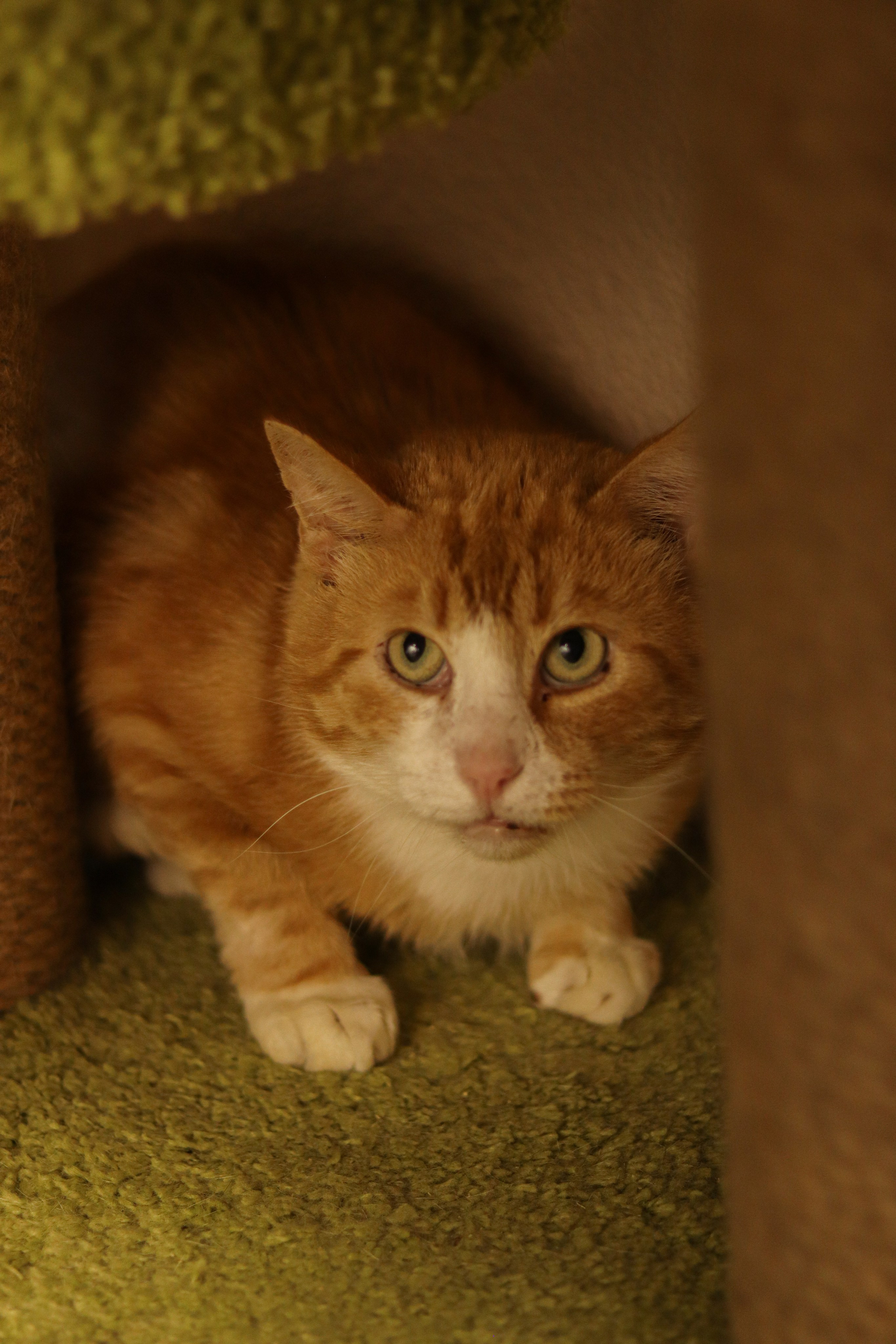 Петербургский дом кота (27 июня 2024). Ивентный фотограф в Санкт-Петербурге Олег Комков