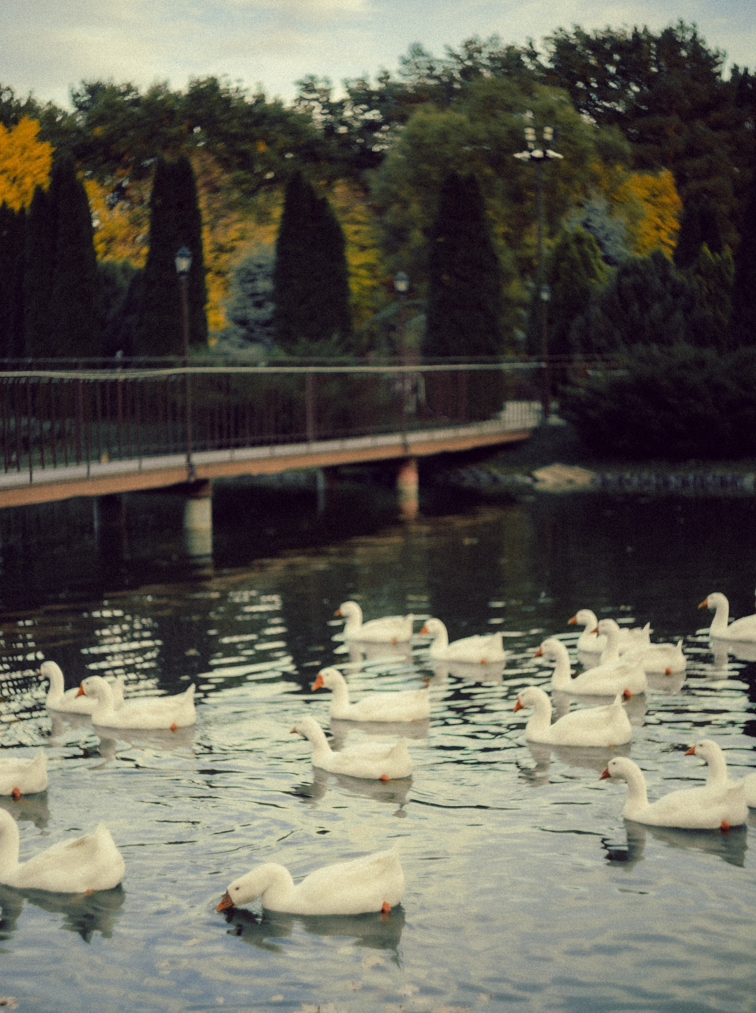 Софья. Фотограф свадебных и парных историй Кристина Шакула