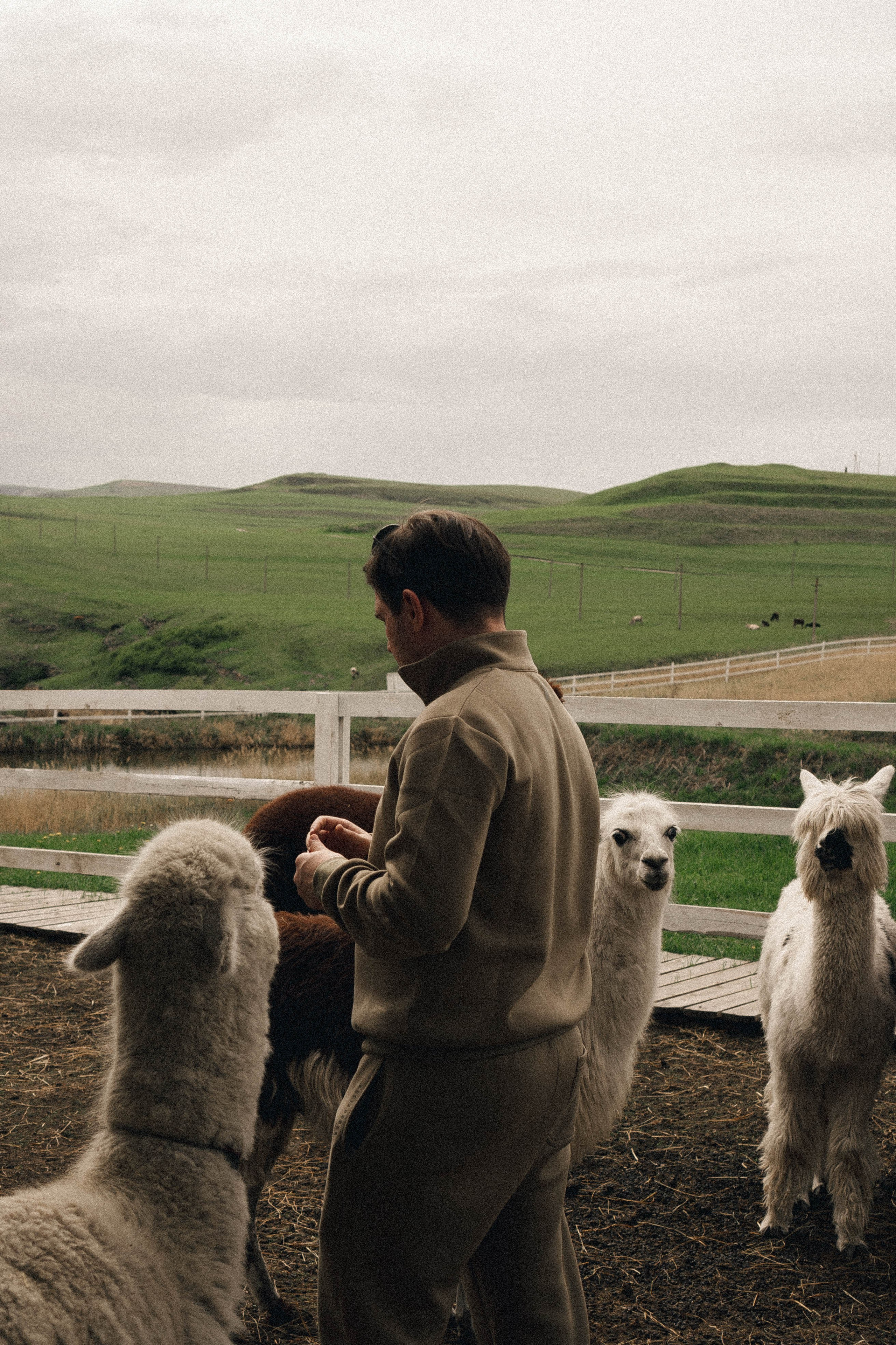Ферма Альпак. Профессиональный фотограф, Санкт-Петербург — Виктория Богомолова