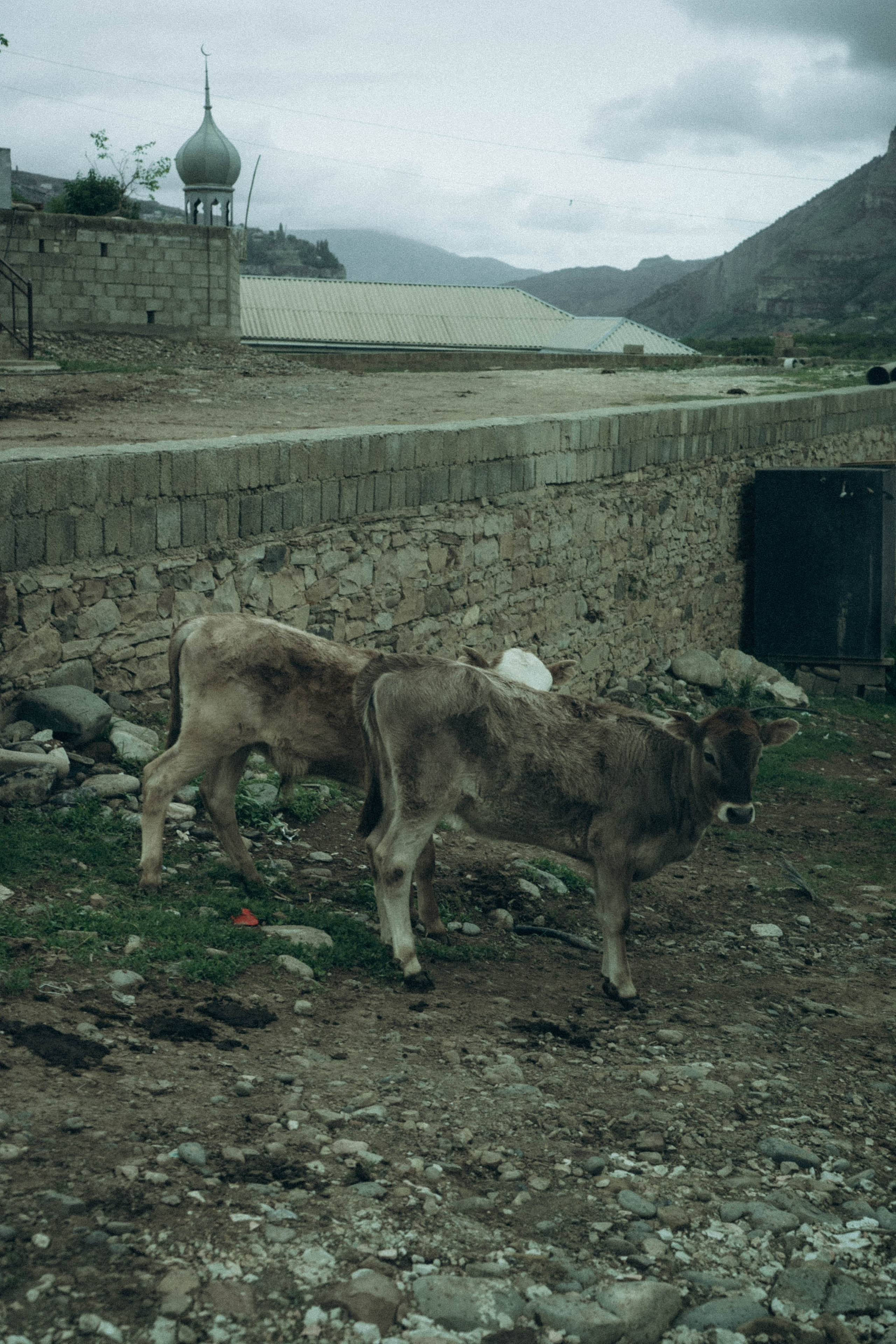 Кавказ. Профессиональный фотограф, Санкт-Петербург — Виктория Богомолова