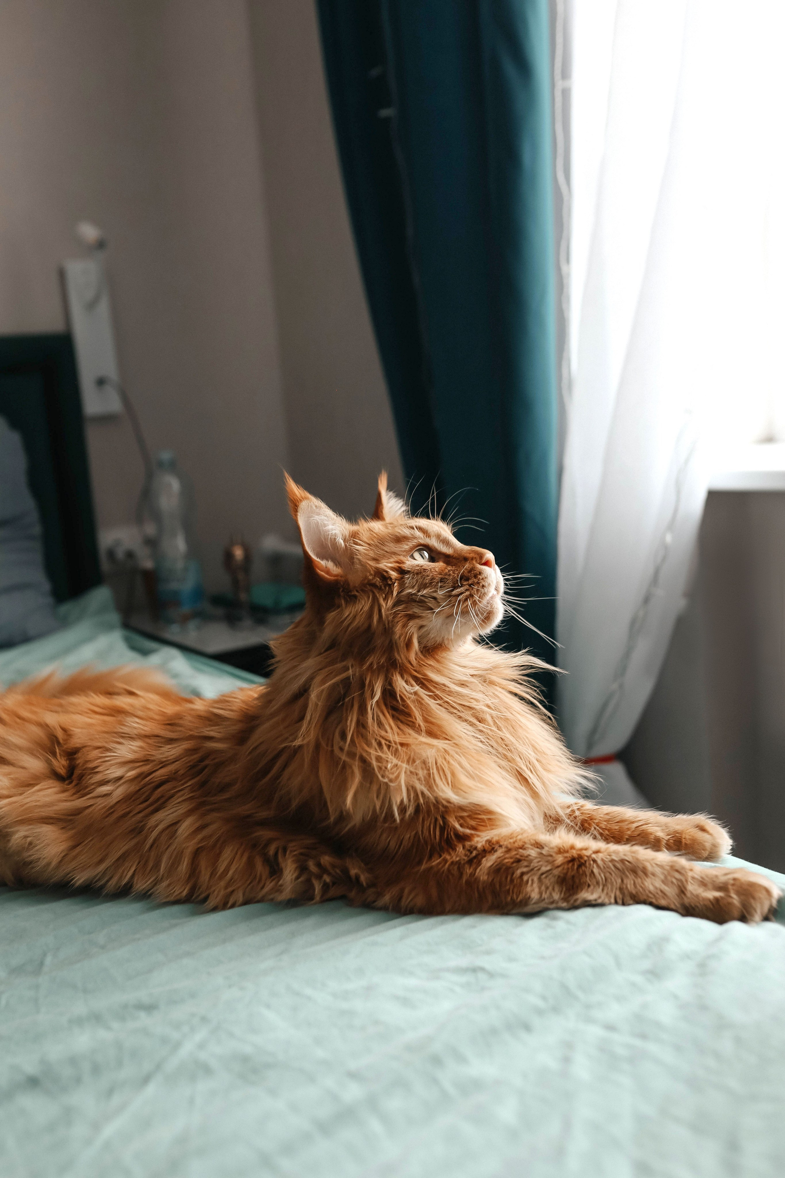 Домашняя фотосессия. Свадебный и семейный фотограф в Москве