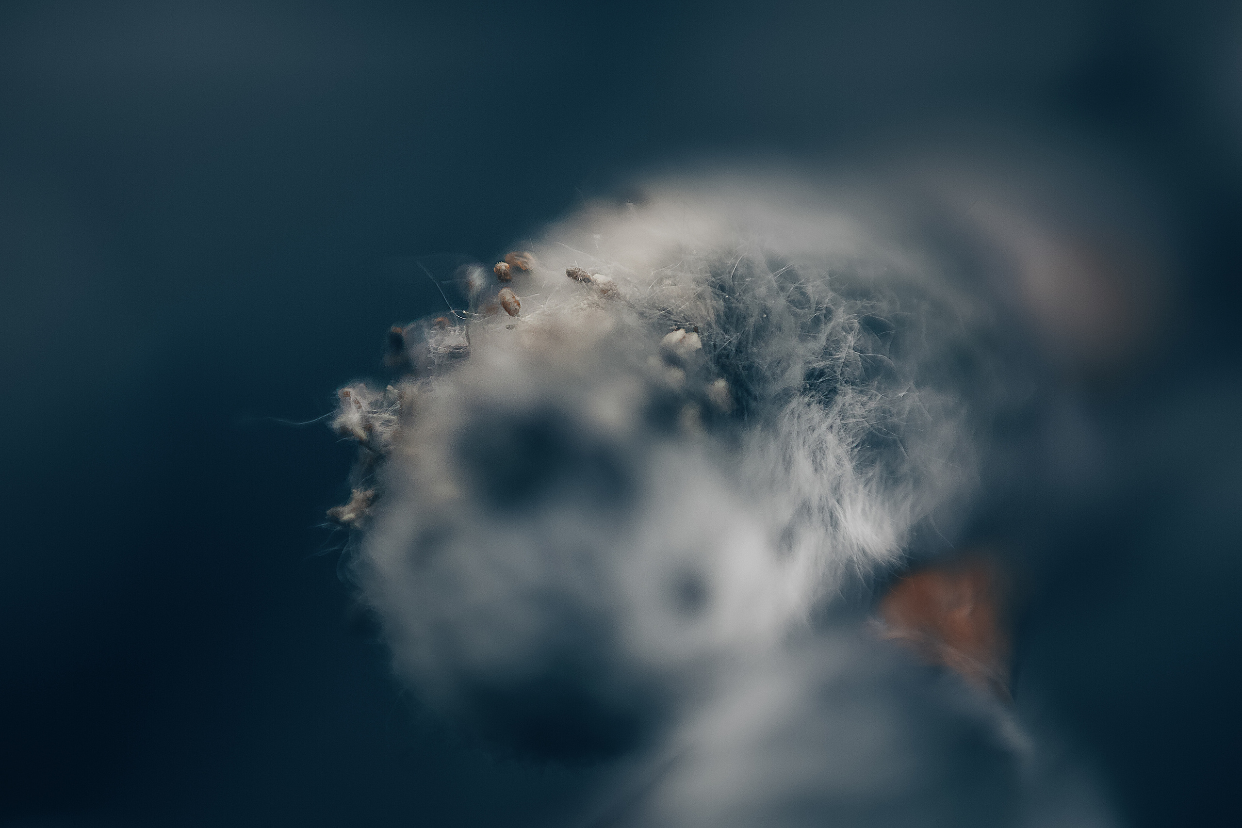 Макро. Свадебный и семейный фотограф/видеограф в Краснодаре Наталья Осинская