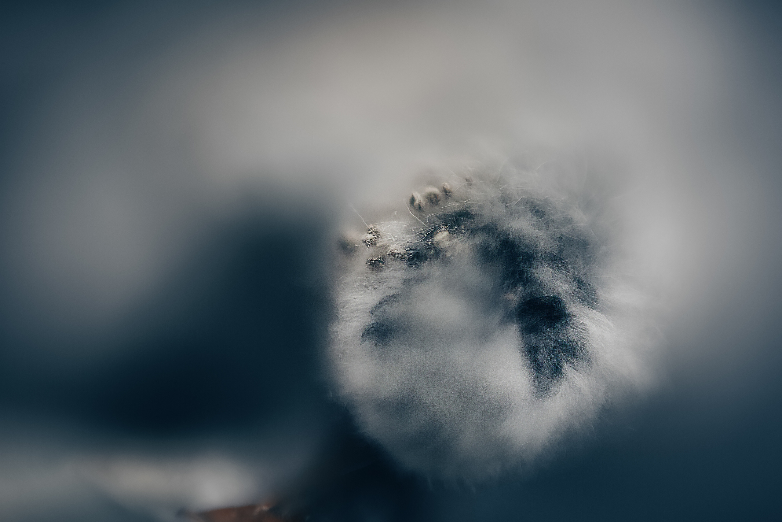 Макро. Свадебный и семейный фотограф/видеограф в Краснодаре Наталья Осинская