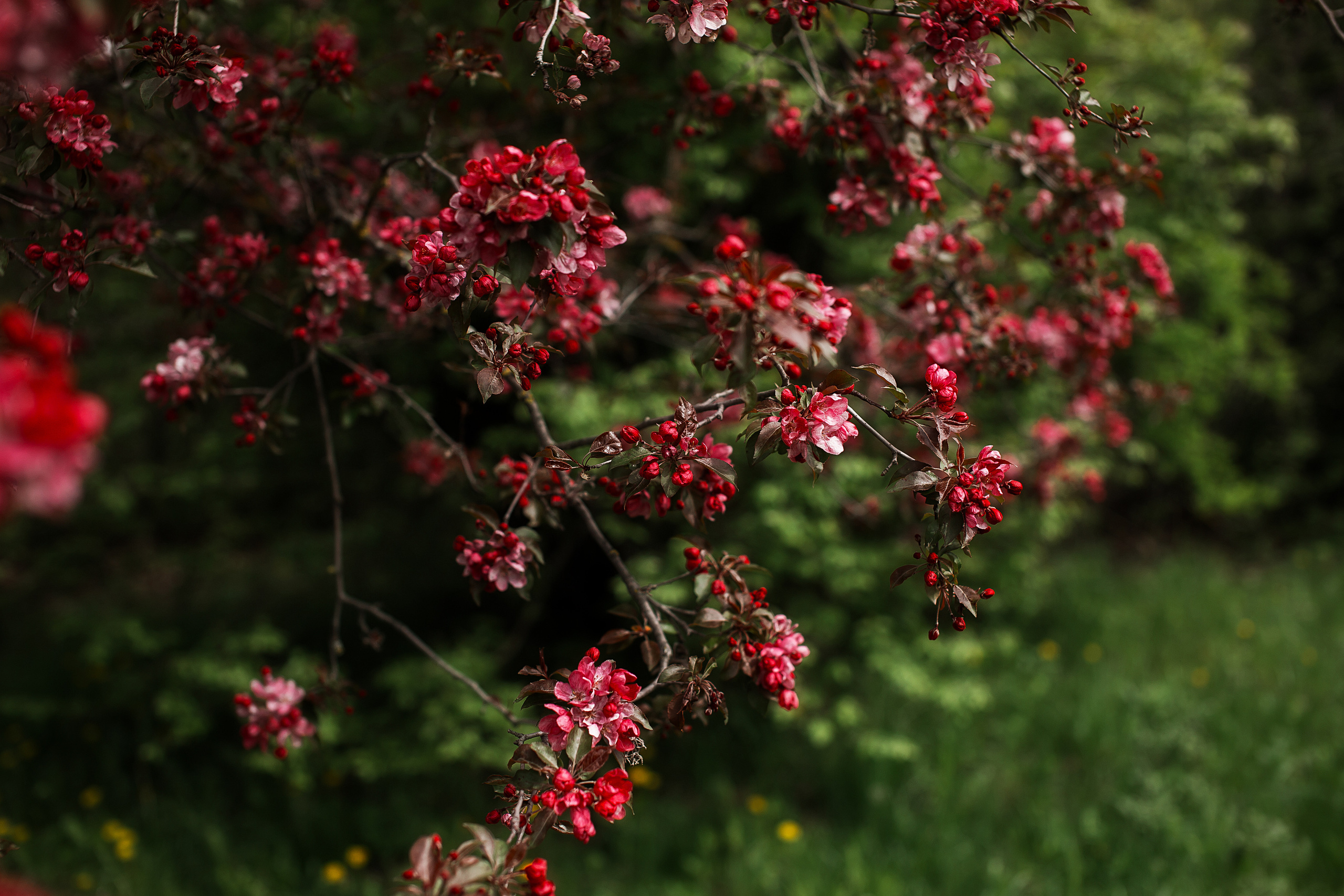 Цветы. Свадебный и семейный фотограф/видеограф в Краснодаре Наталья Осинская