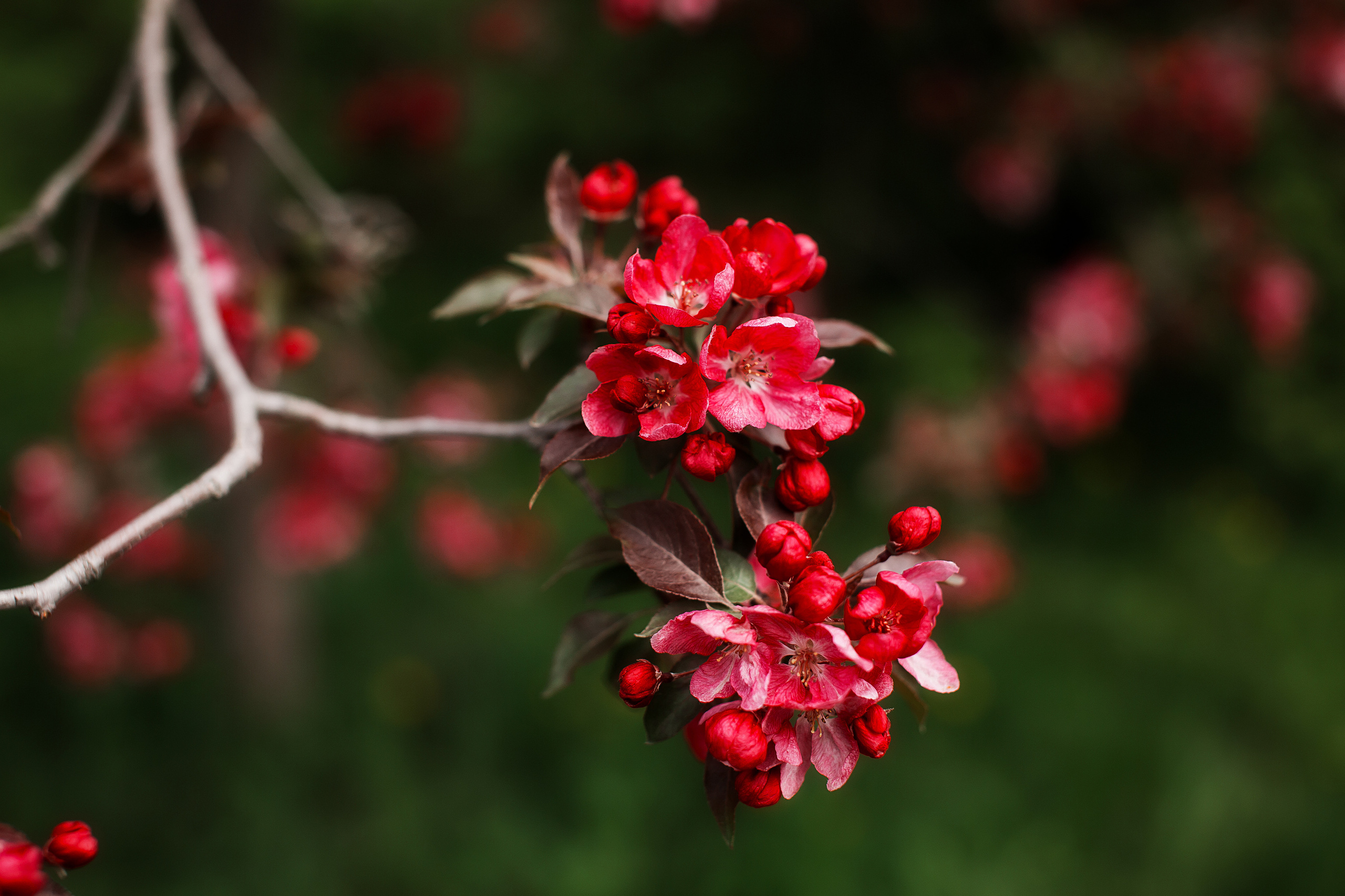 На заставку. Свадебный и семейный фотограф/видеограф в Краснодаре Наталья Осинская