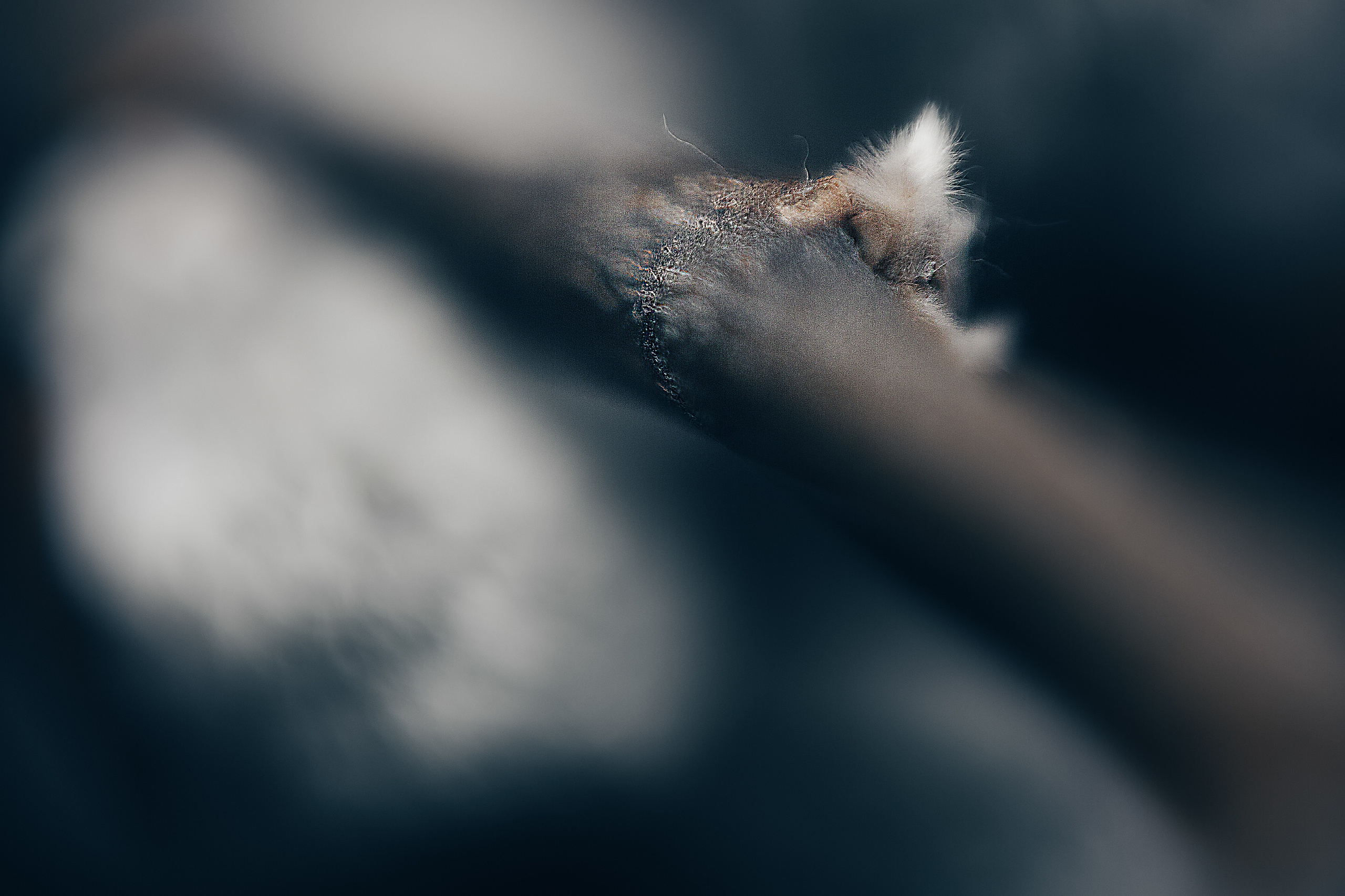 Макро. Свадебный и семейный фотограф/видеограф в Краснодаре Наталья Осинская