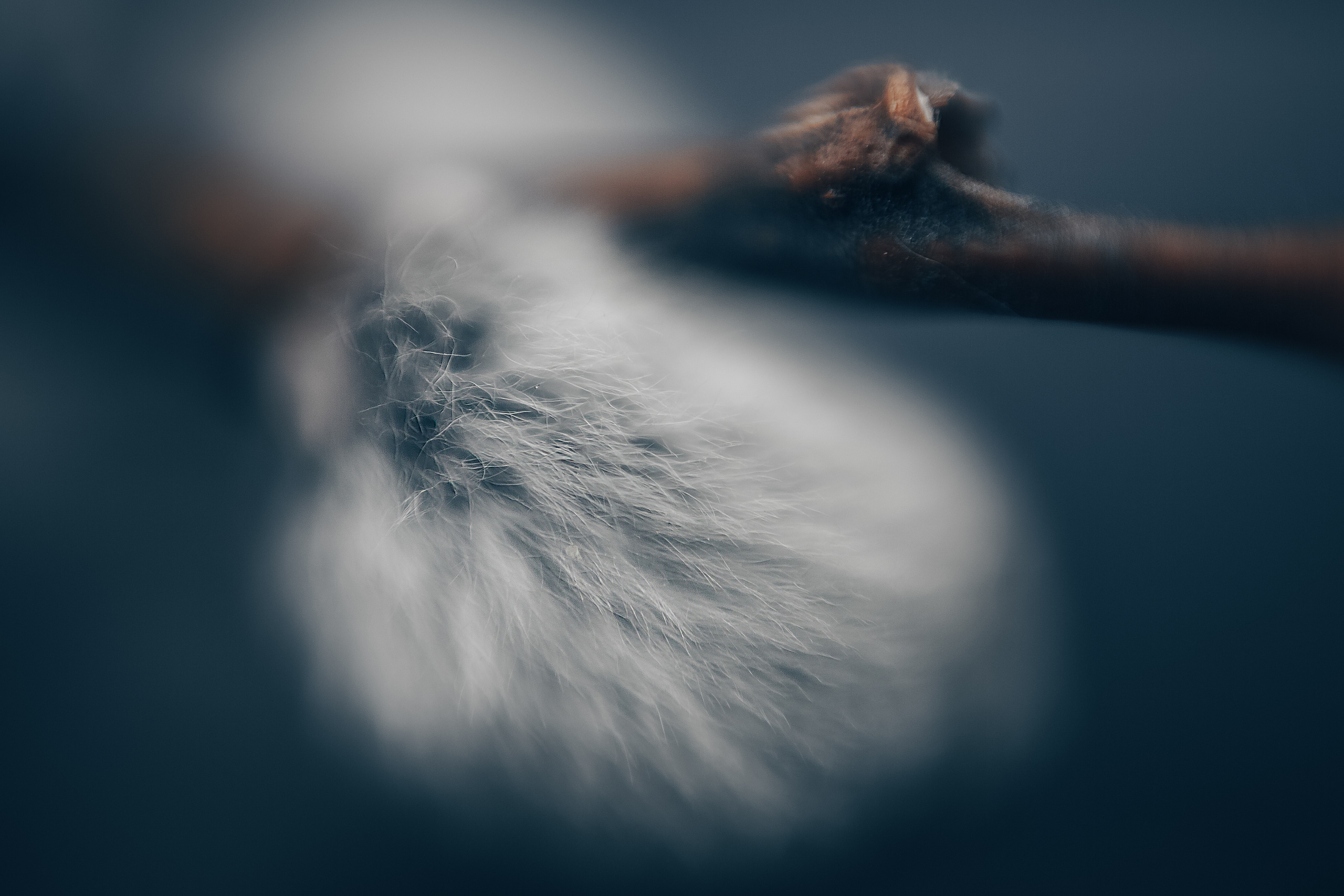 Макро. Свадебный и семейный фотограф/видеограф в Краснодаре Наталья Осинская