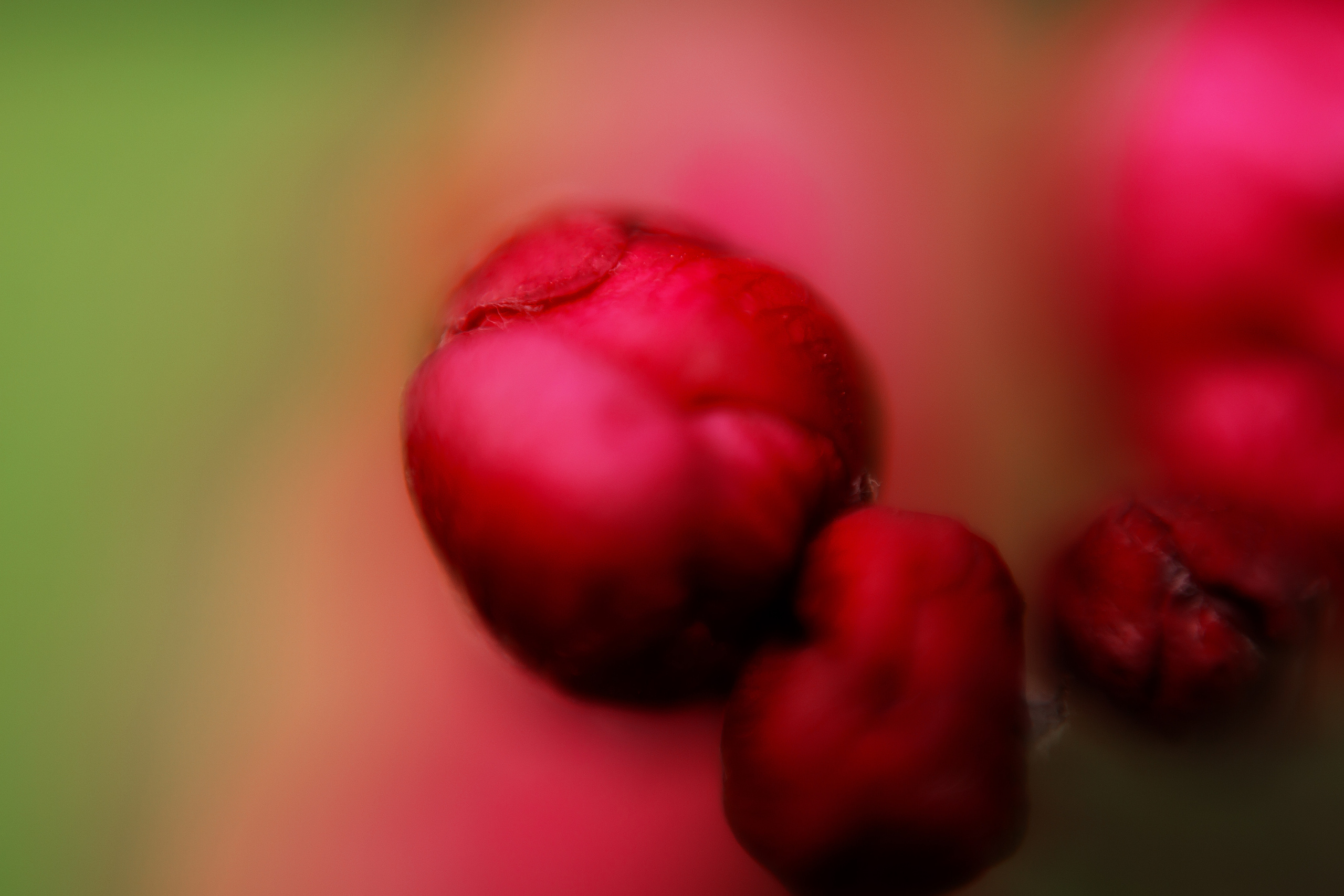 На заставку. Свадебный и семейный фотограф/видеограф в Краснодаре Наталья Осинская