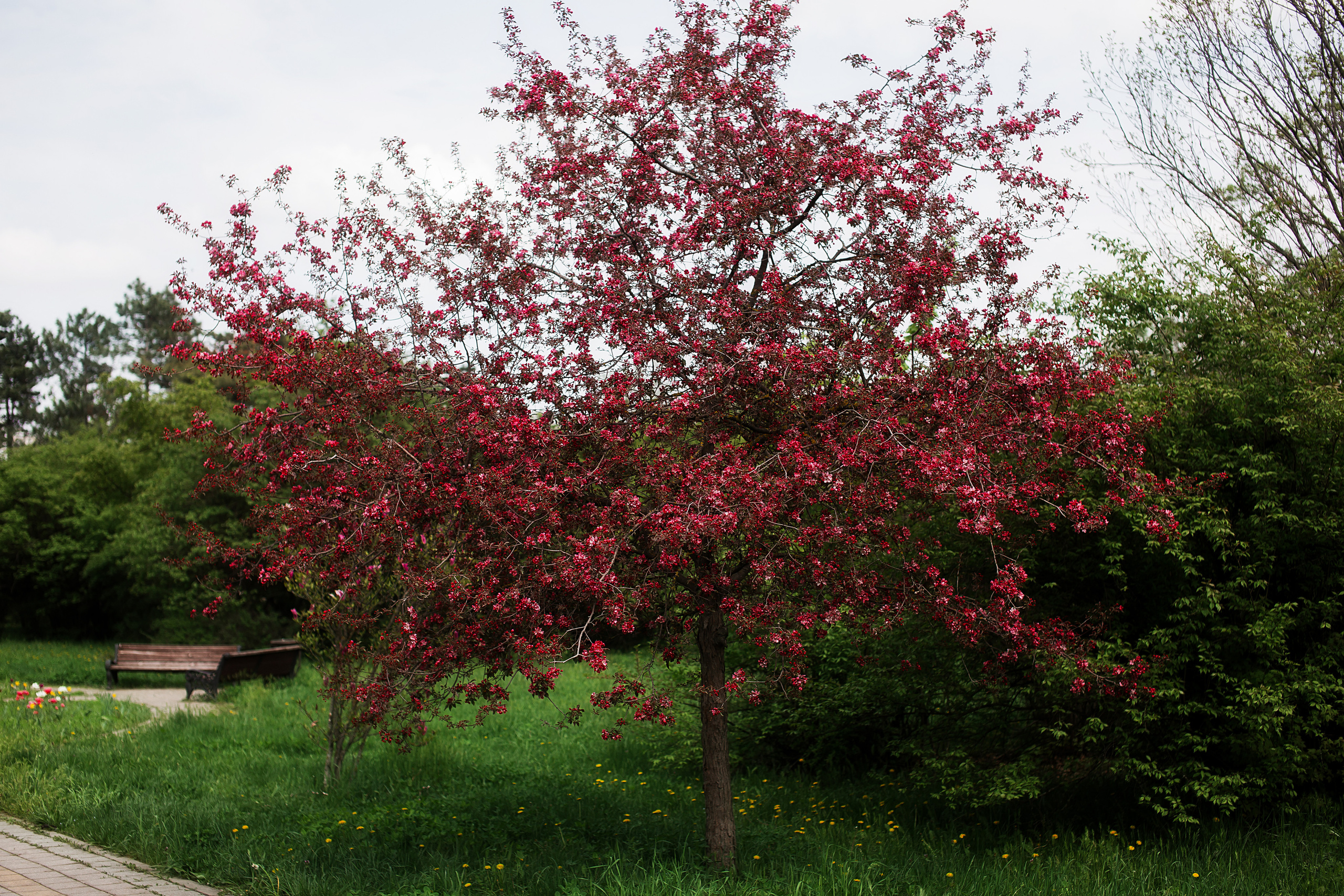 Цветы. Свадебный и семейный фотограф/видеограф в Краснодаре Наталья Осинская