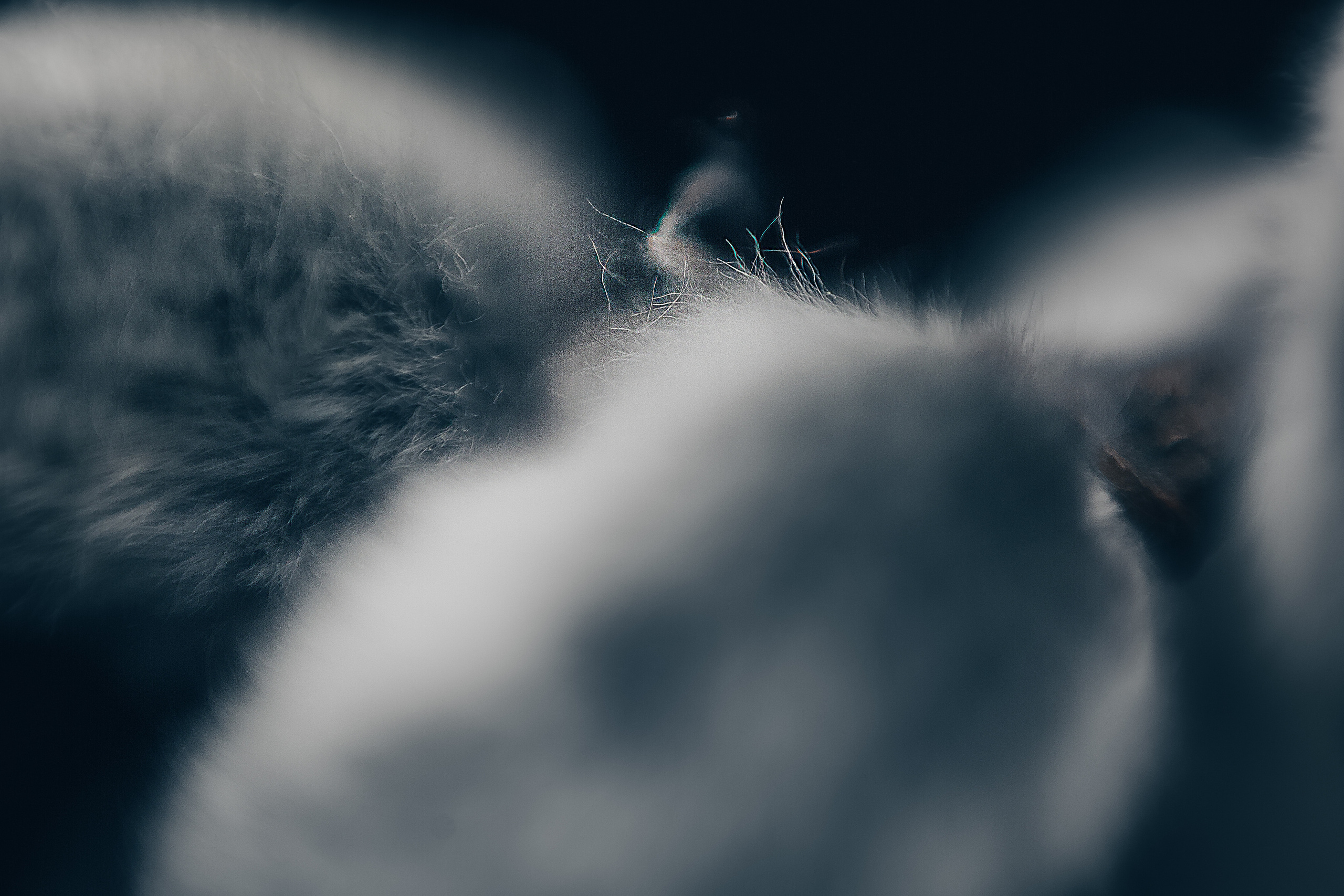 Макро. Свадебный и семейный фотограф/видеограф в Краснодаре Наталья Осинская