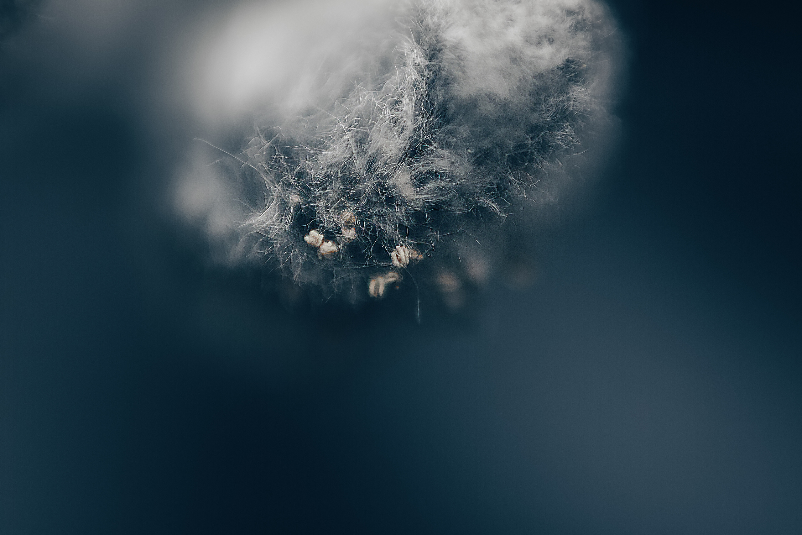 Макро. Свадебный и семейный фотограф/видеограф в Краснодаре Наталья Осинская