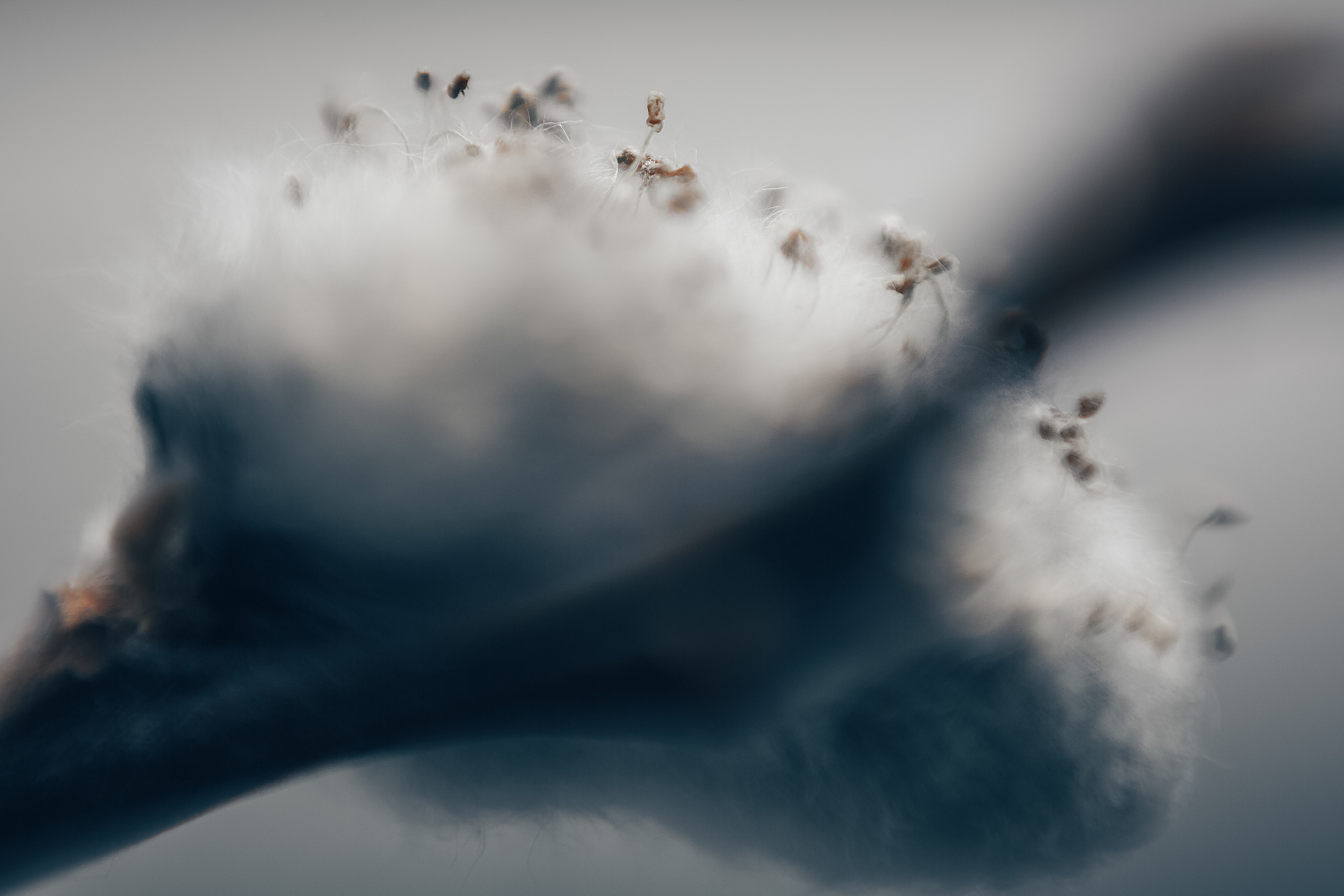 Макро. Свадебный и семейный фотограф/видеограф в Краснодаре Наталья Осинская