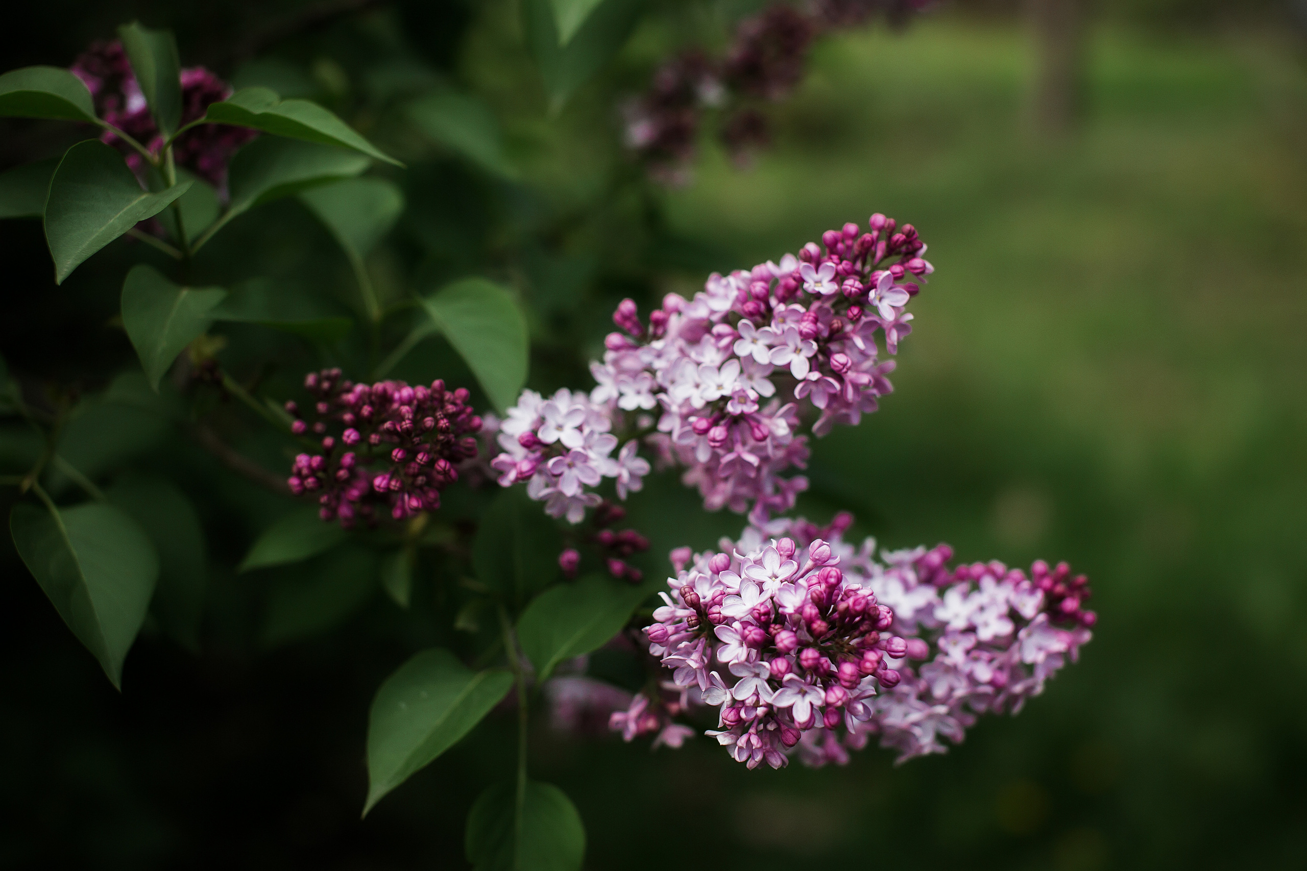 Сирень. Свадебный и семейный фотограф/видеограф в Краснодаре Наталья Осинская