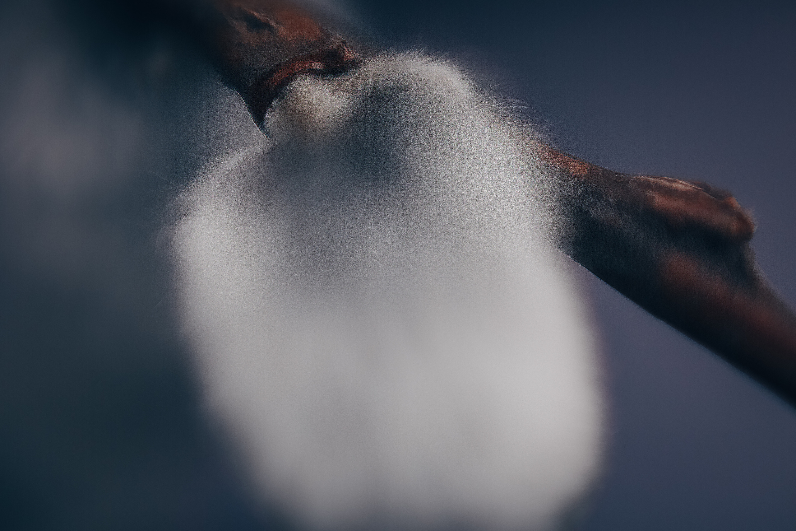 Макро. Свадебный и семейный фотограф/видеограф в Краснодаре Наталья Осинская