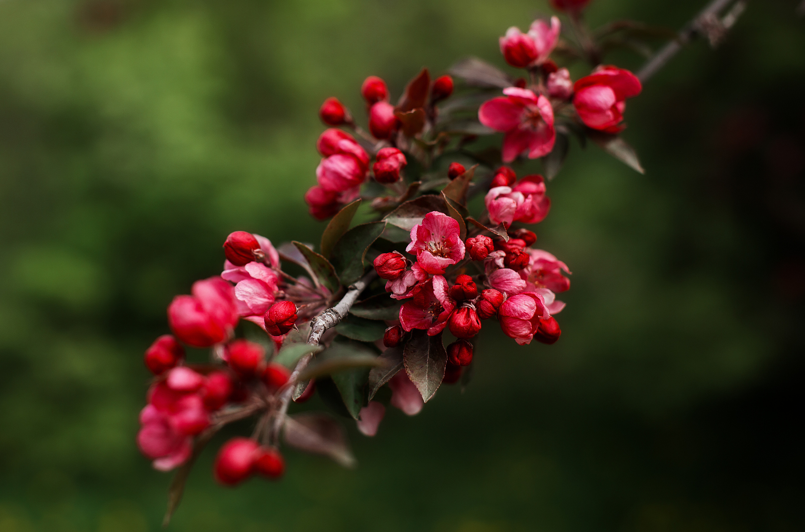 Цветы. Свадебный и семейный фотограф/видеограф в Краснодаре Наталья Осинская