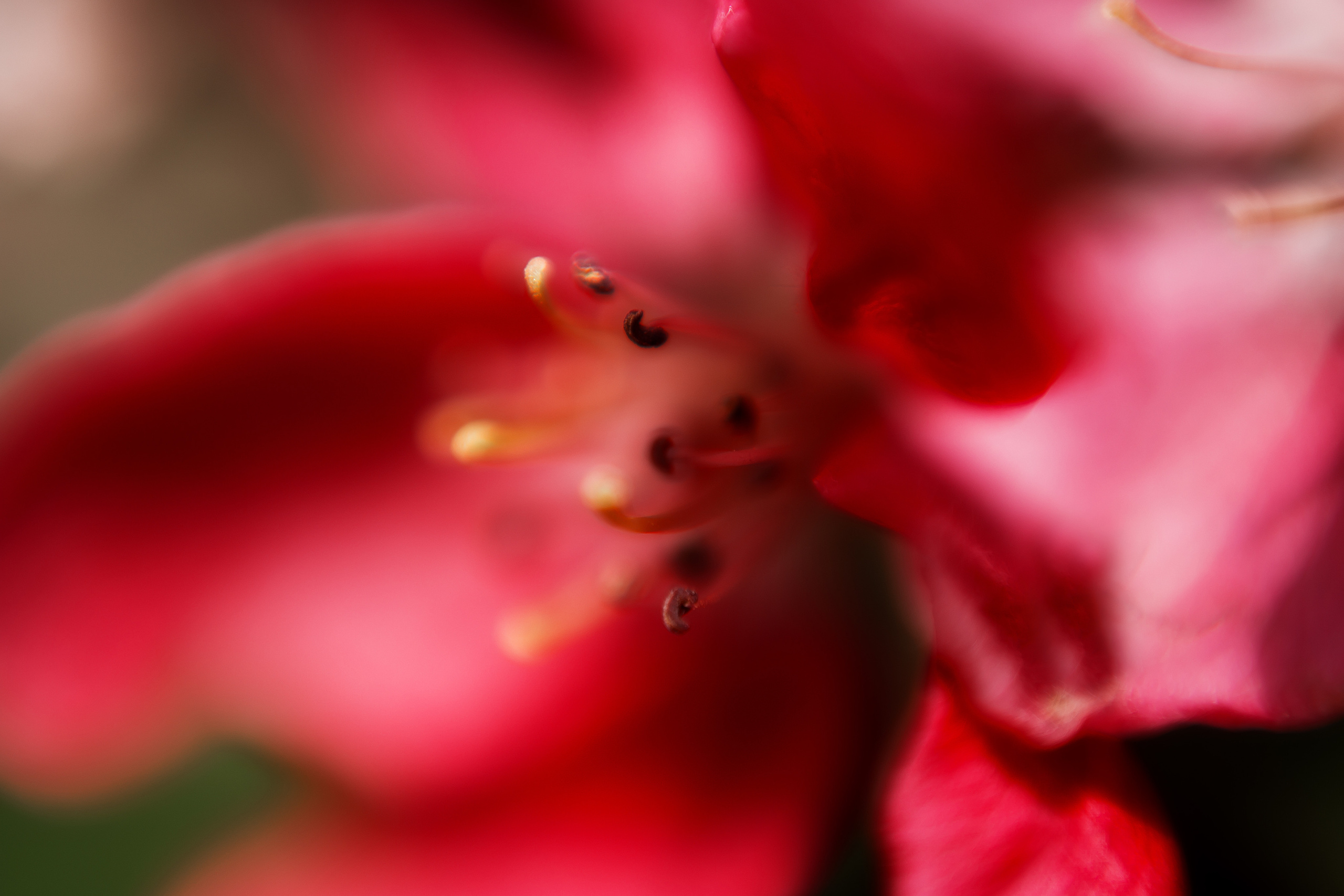 На заставку. Свадебный и семейный фотограф/видеограф в Краснодаре Наталья Осинская