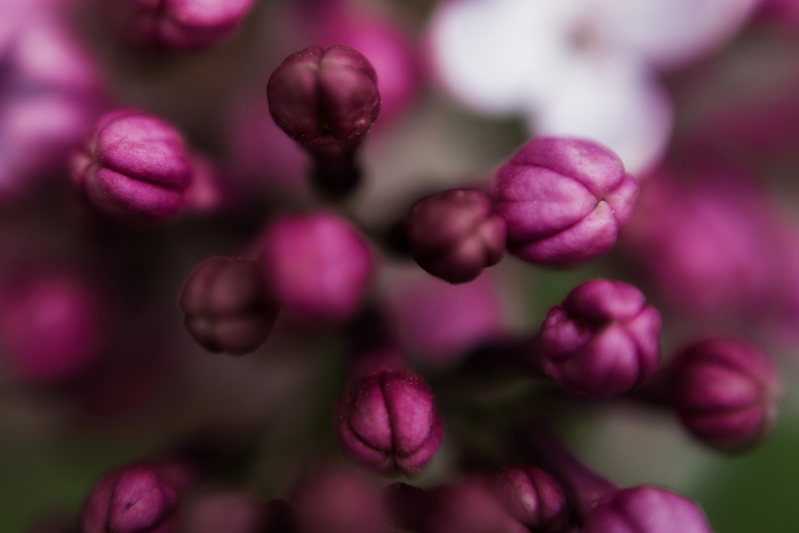 Сирень. Свадебный и семейный фотограф/видеограф в Краснодаре Наталья Осинская