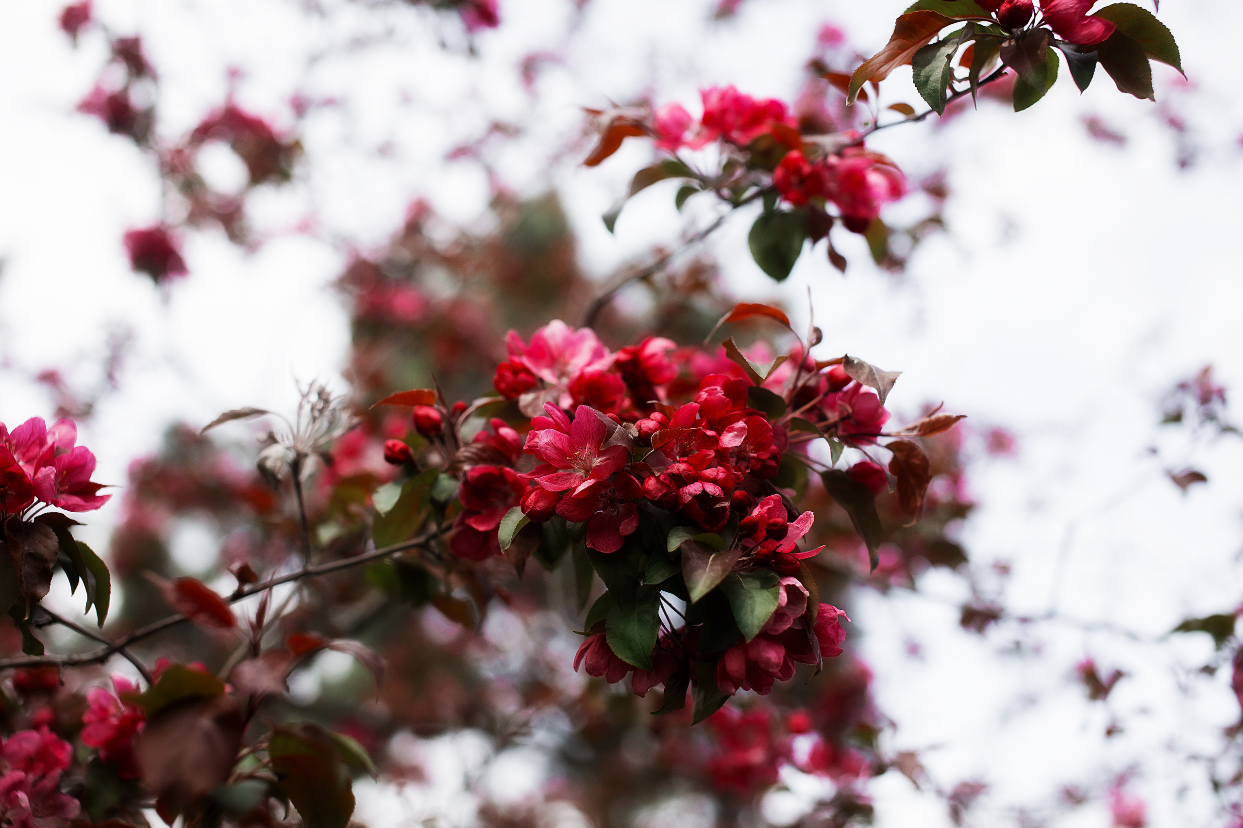 Цветы. Свадебный и семейный фотограф/видеограф в Краснодаре Наталья Осинская