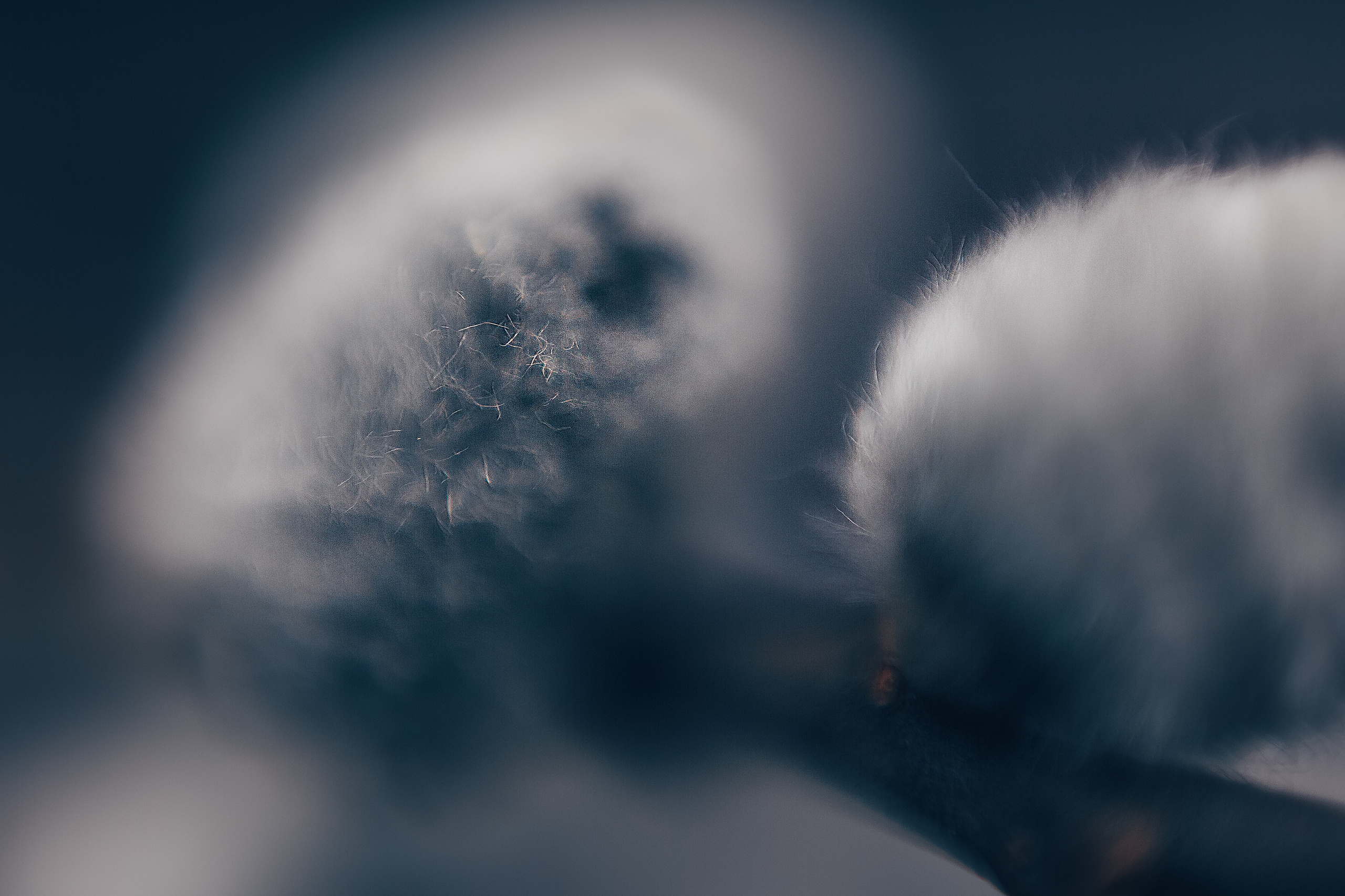 Макро. Свадебный и семейный фотограф/видеограф в Краснодаре Наталья Осинская