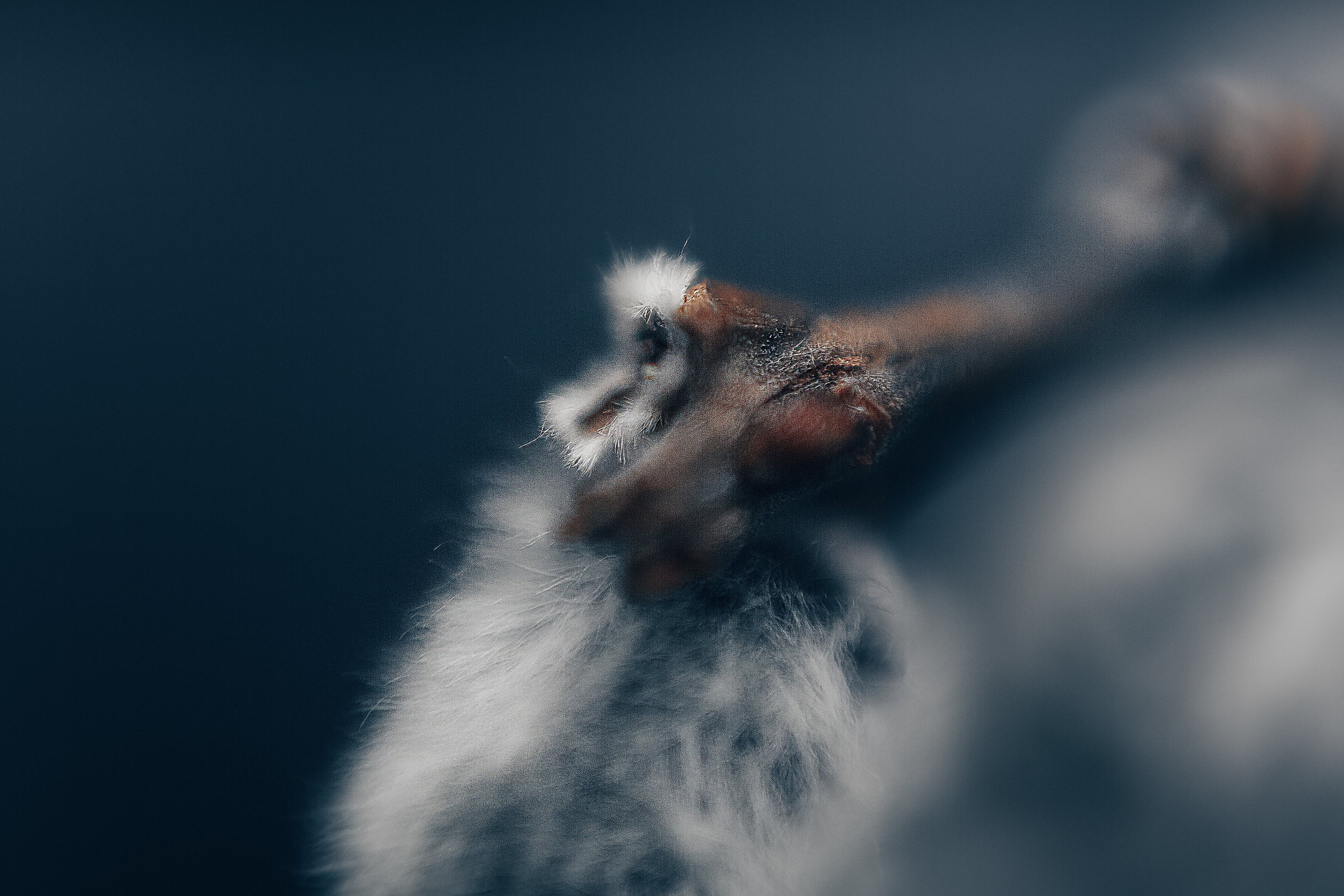 Макро. Свадебный и семейный фотограф/видеограф в Краснодаре Наталья Осинская