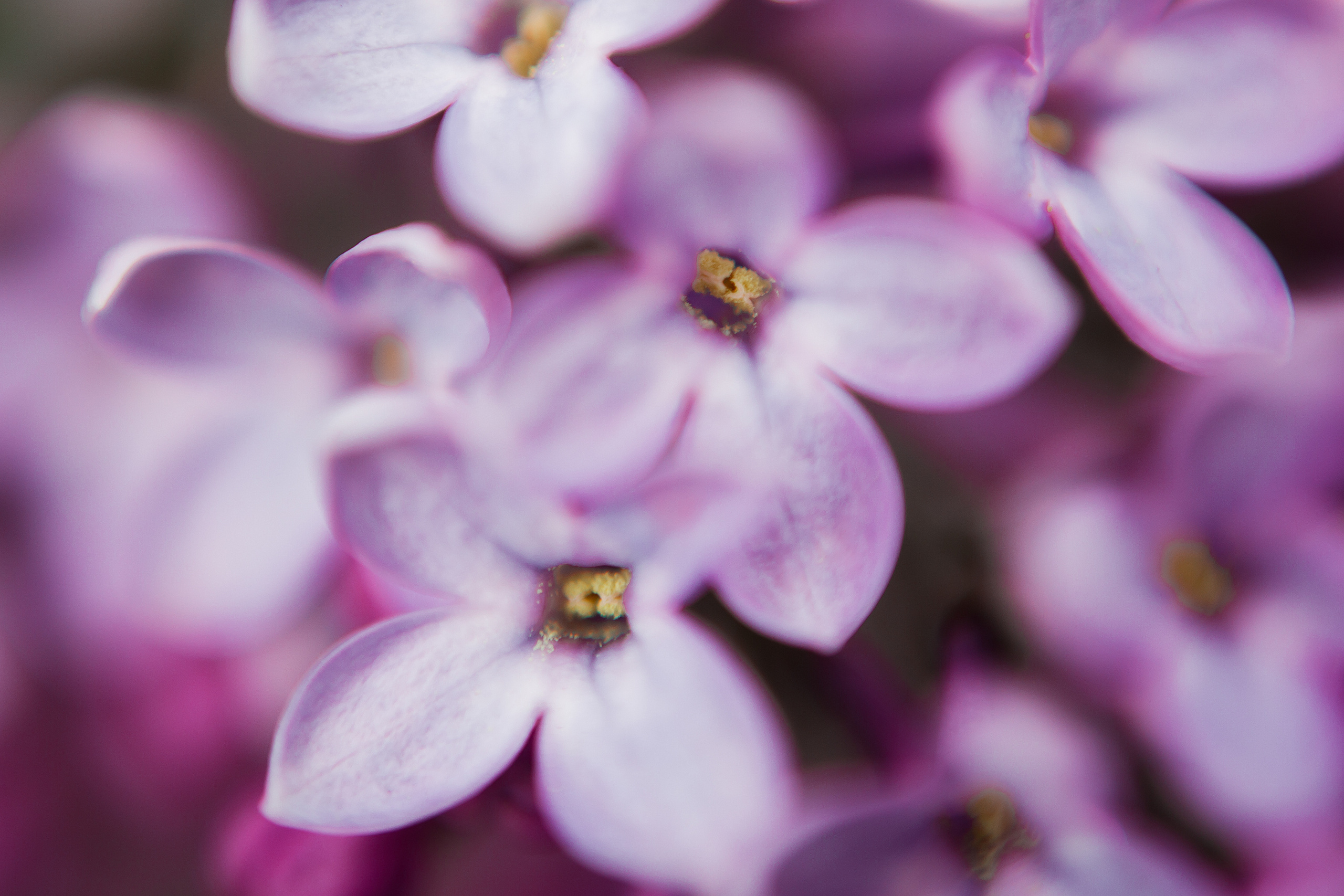 На заставку. Свадебный и семейный фотограф/видеограф в Краснодаре Наталья Осинская
