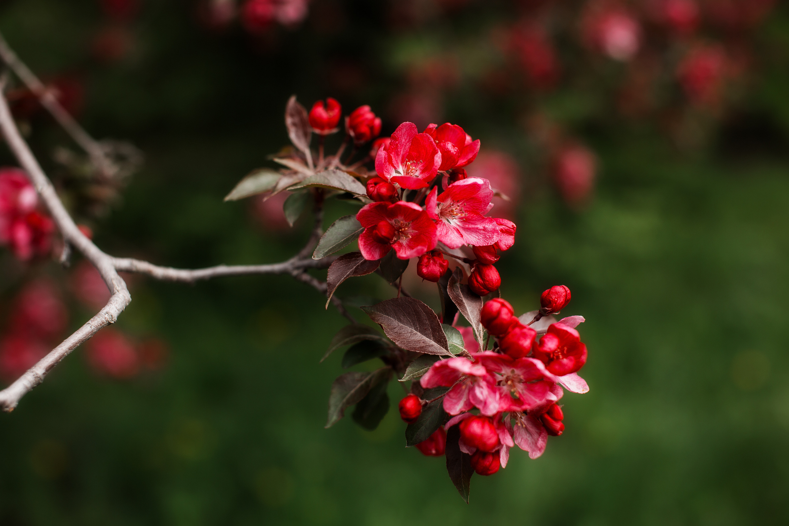 На заставку. Свадебный и семейный фотограф/видеограф в Краснодаре Наталья Осинская