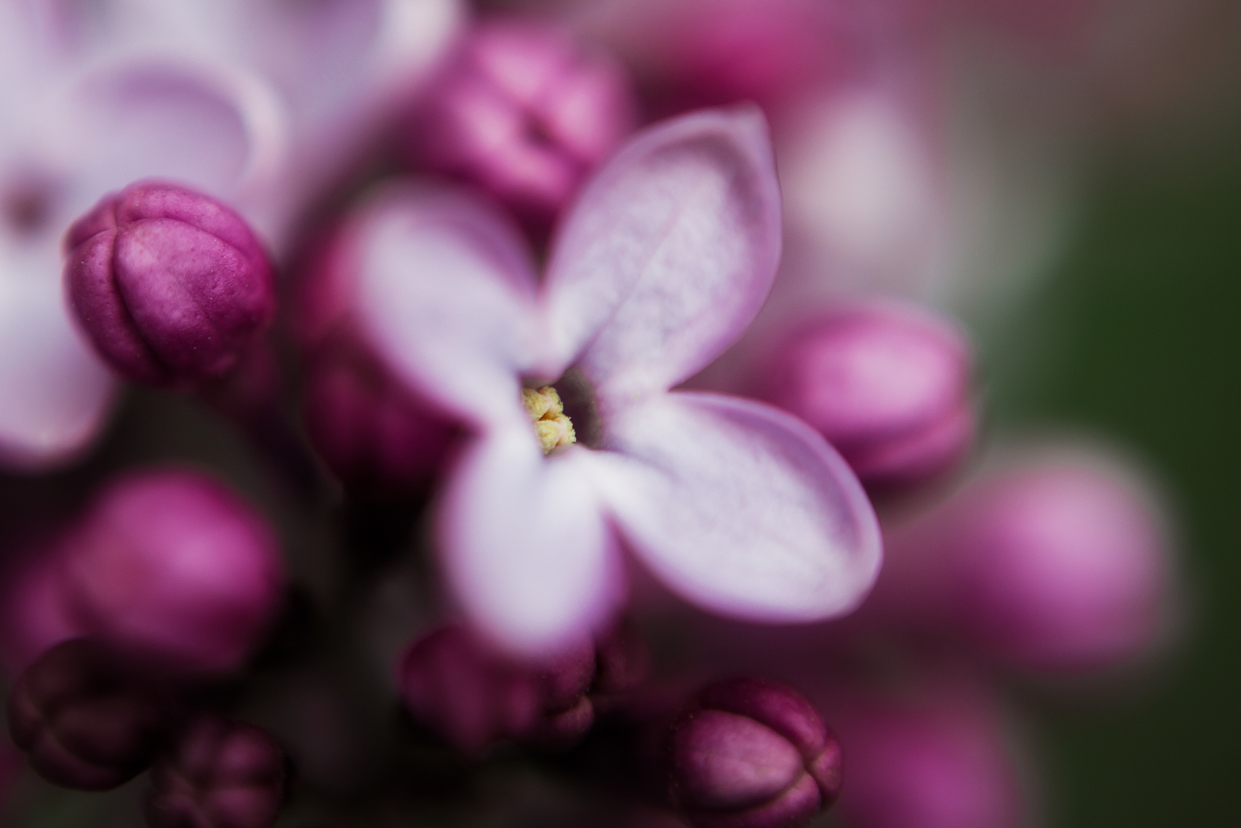 На заставку. Свадебный и семейный фотограф/видеограф в Краснодаре Наталья Осинская