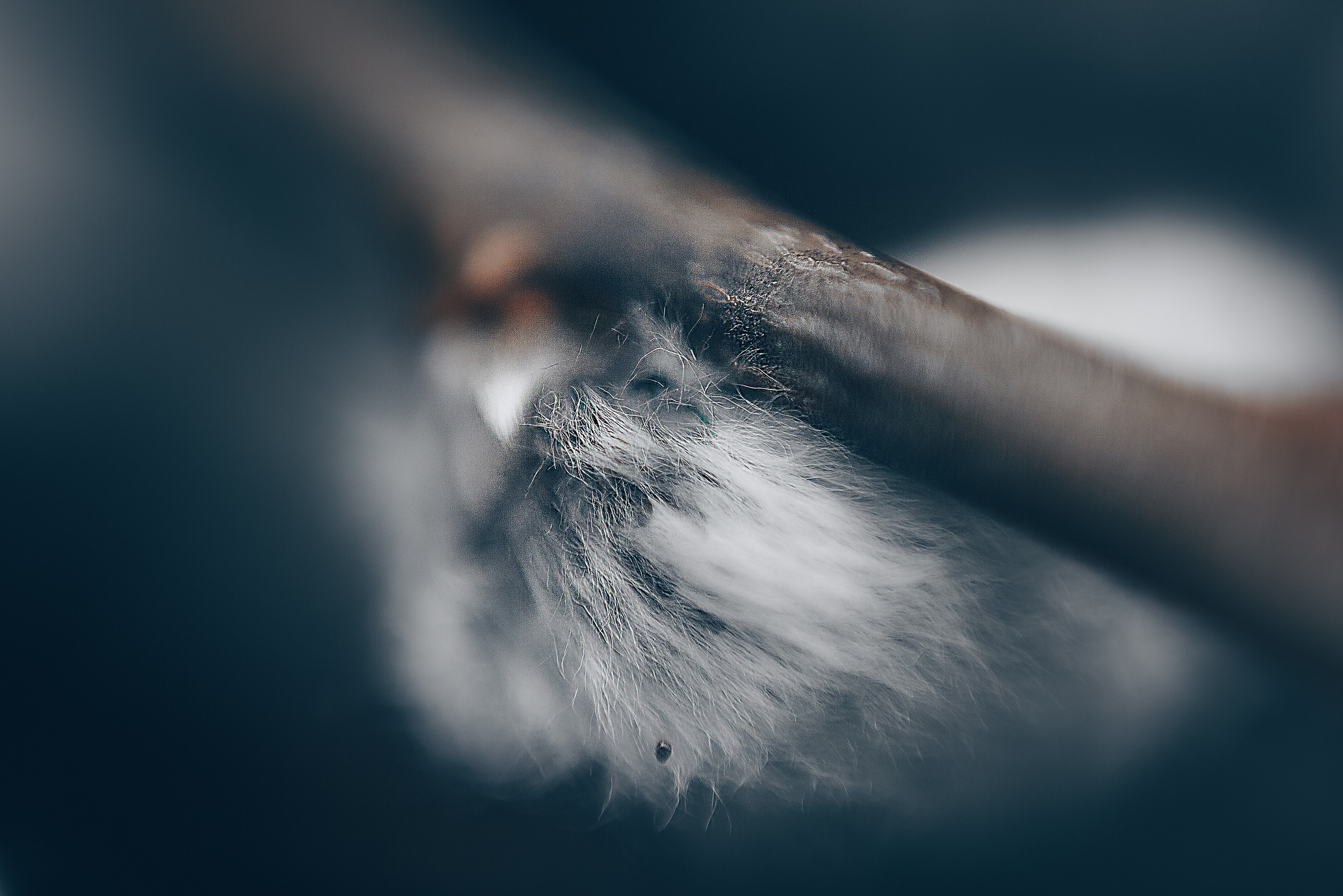 Макро. Свадебный и семейный фотограф/видеограф в Краснодаре Наталья Осинская