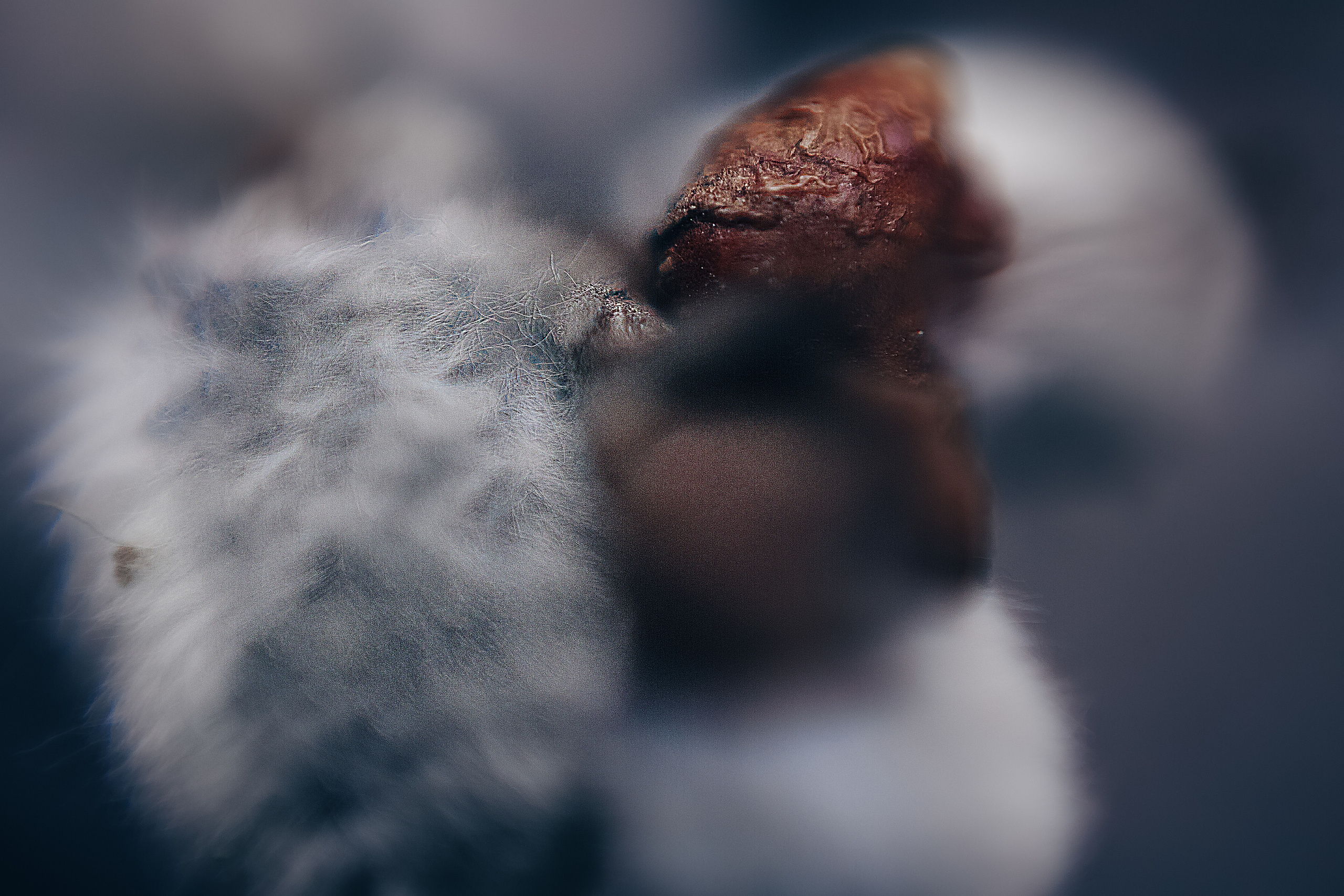 Макро. Свадебный и семейный фотограф/видеограф в Краснодаре Наталья Осинская