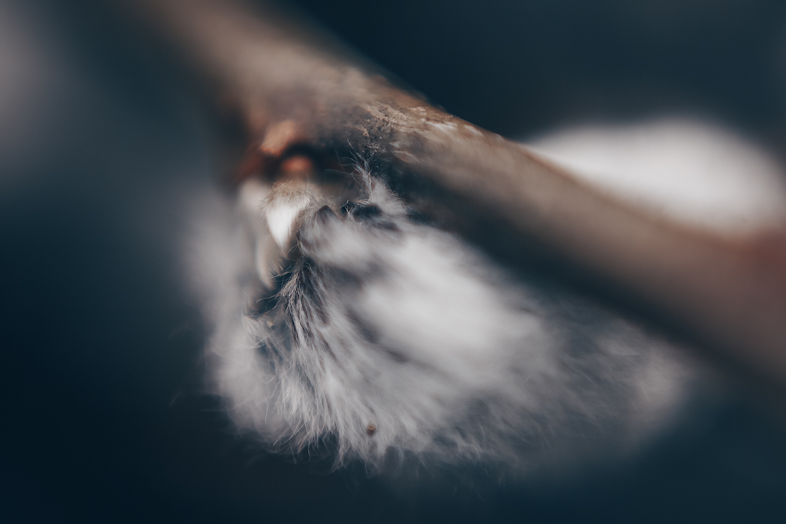 Макро. Свадебный и семейный фотограф/видеограф в Краснодаре Наталья Осинская