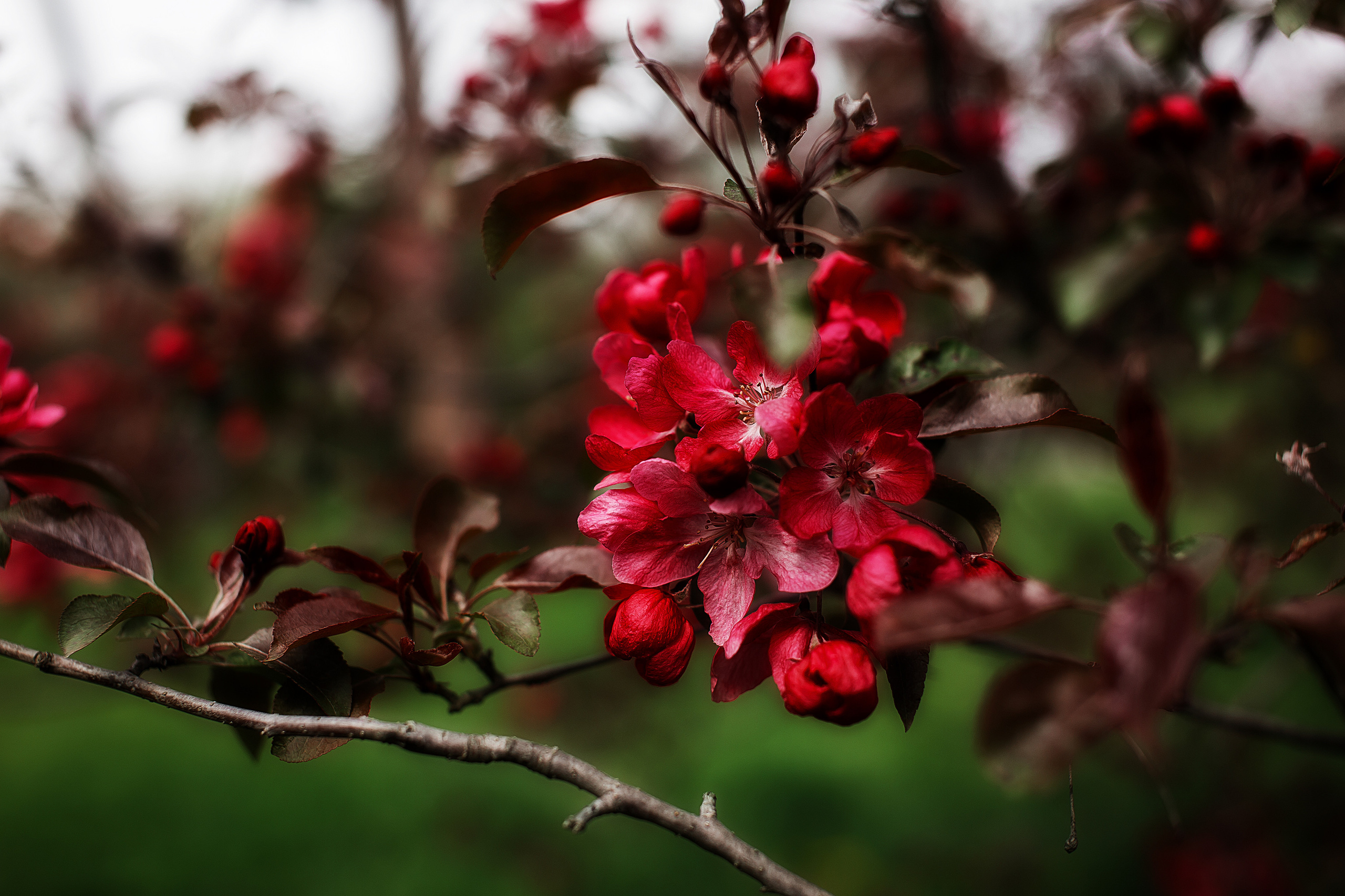 На заставку. Свадебный и семейный фотограф/видеограф в Краснодаре Наталья Осинская