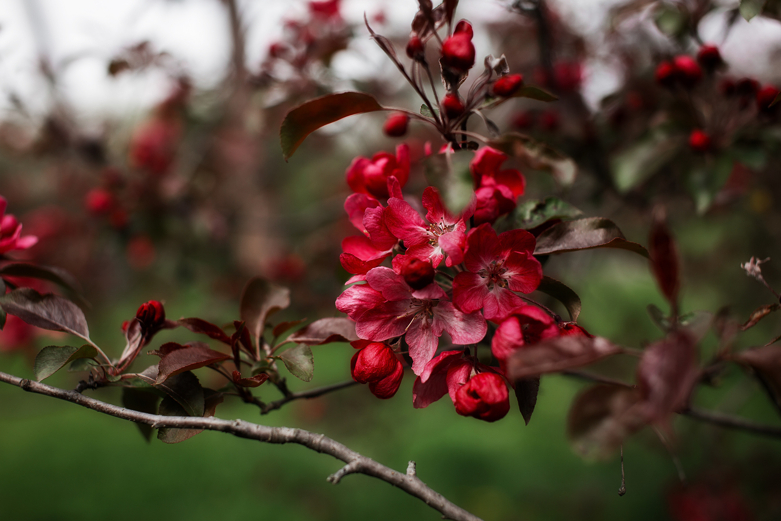 Цветы. Свадебный и семейный фотограф/видеограф в Краснодаре Наталья Осинская