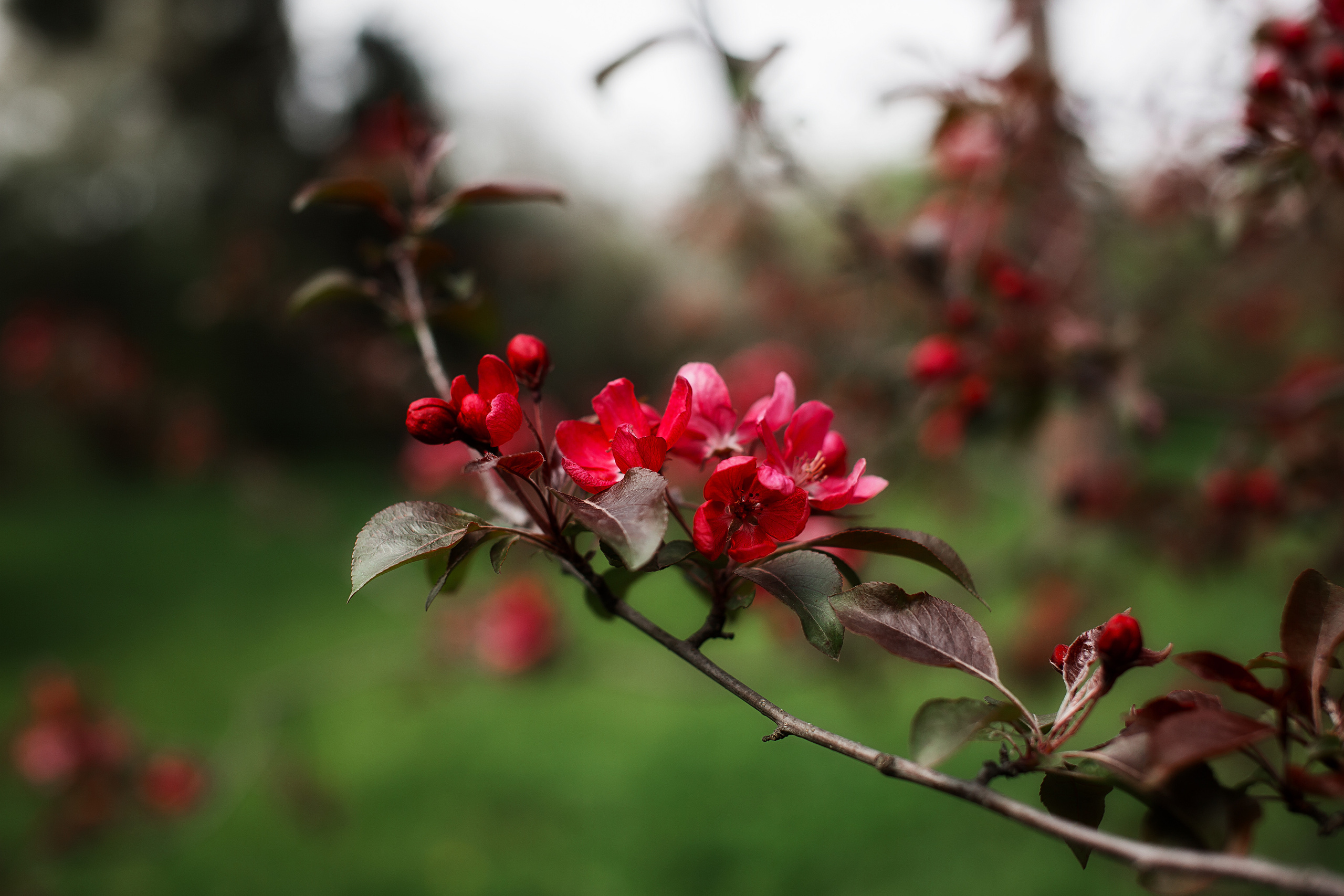 На заставку. Свадебный и семейный фотограф/видеограф в Краснодаре Наталья Осинская